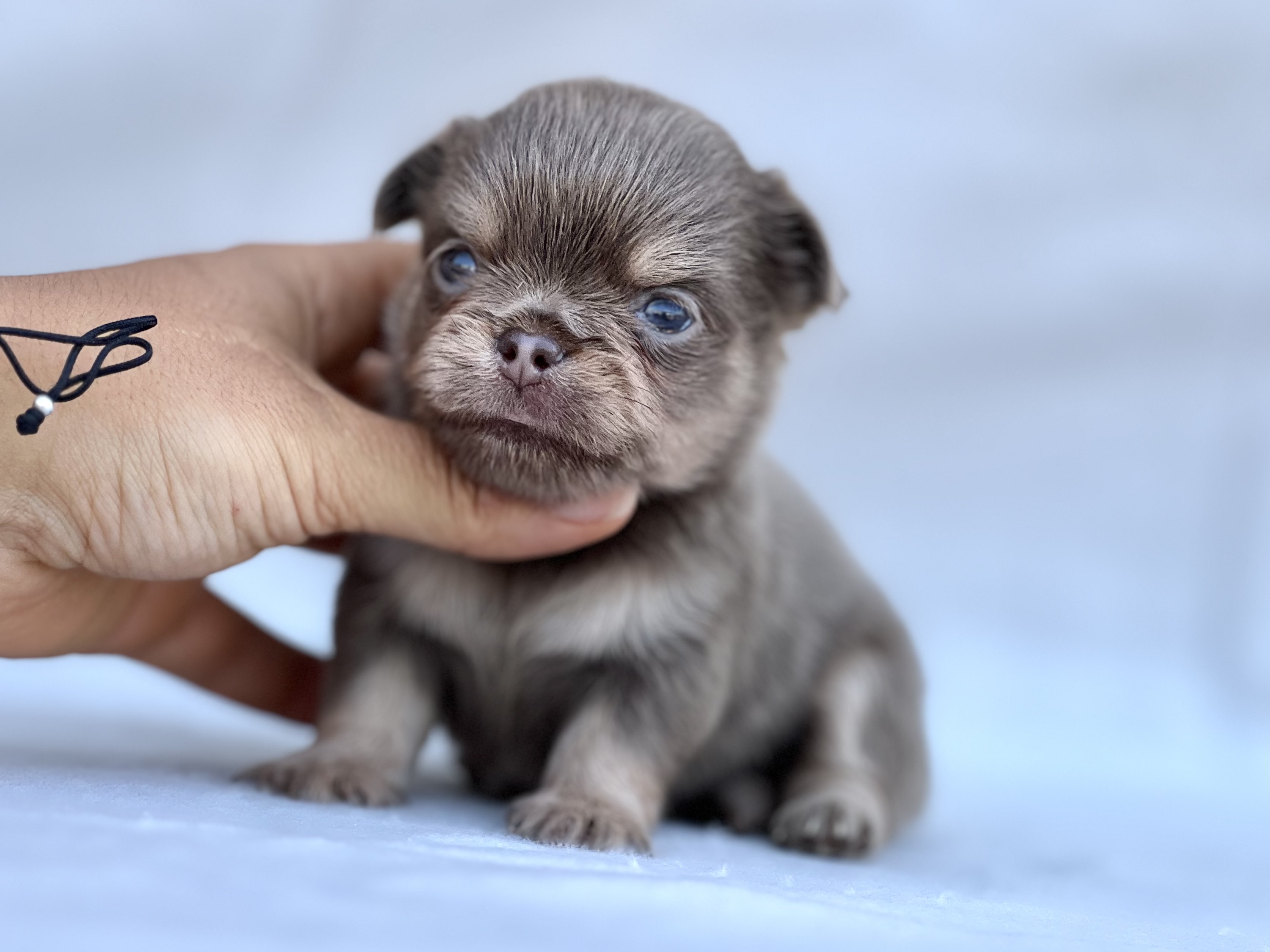 Chihuahua tricolor Lilac macho 