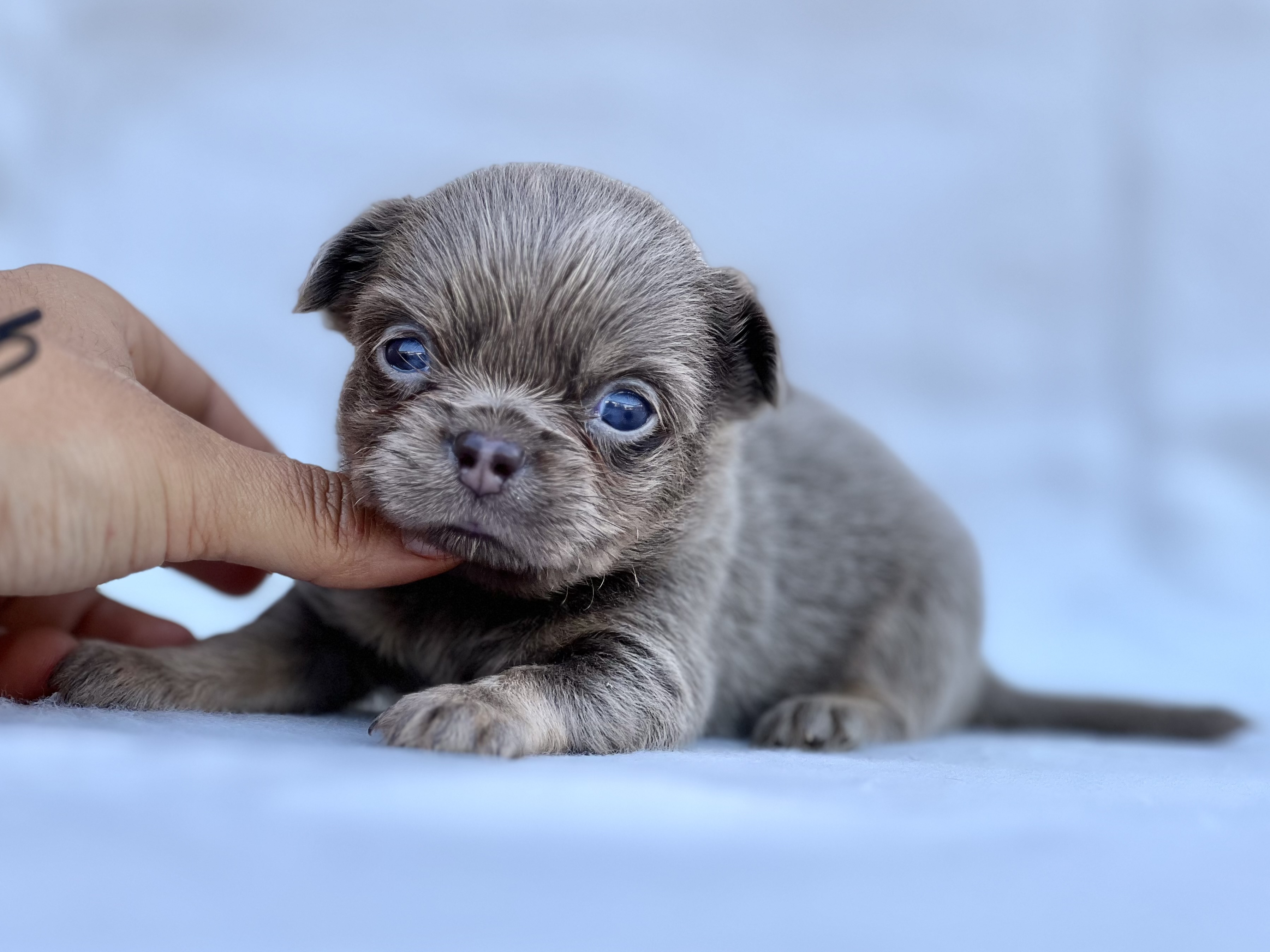 Chihuahua tricolor Blue macho