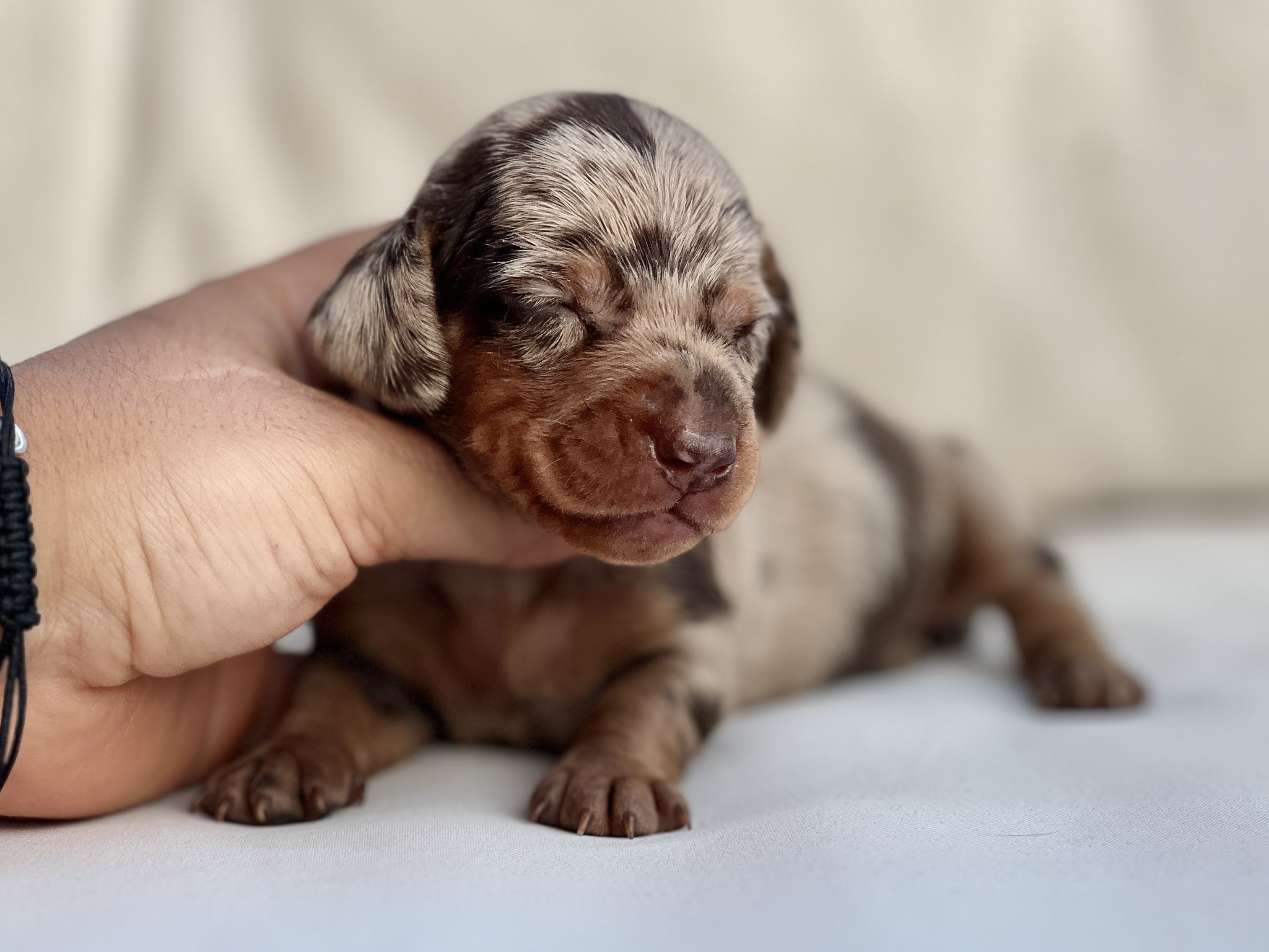 Preciosa hembrita de Teckel arlequina chocolate 