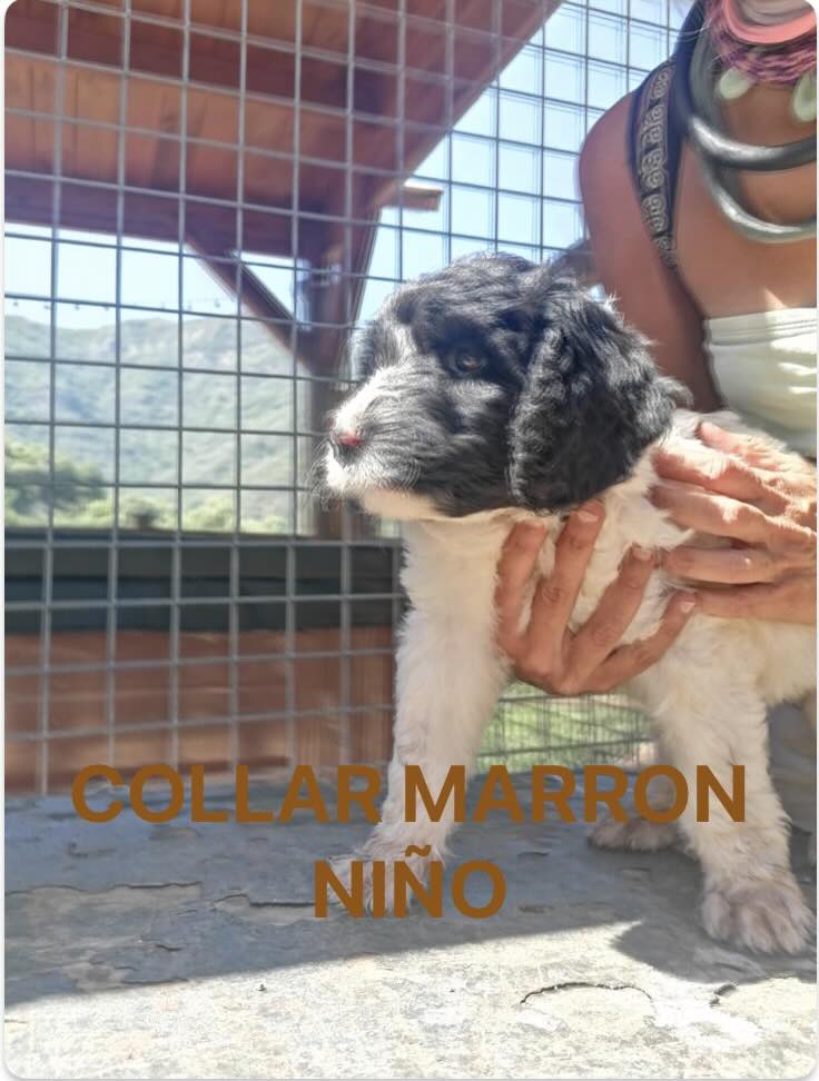 PRECIOSOS CACHORROS LABRADOODLE 2