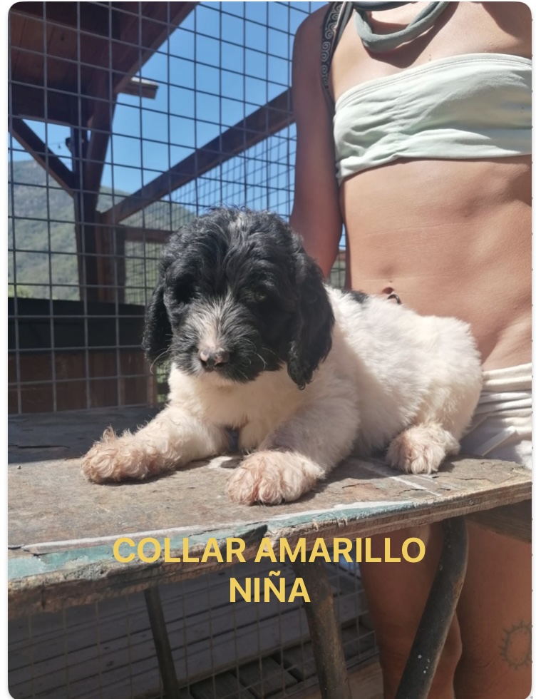 PRECIOSOS CACHORROS LABRADOODLE 3