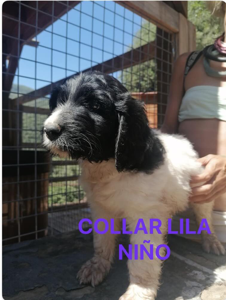 PRECIOSOS CACHORROS LABRADOODLE 4