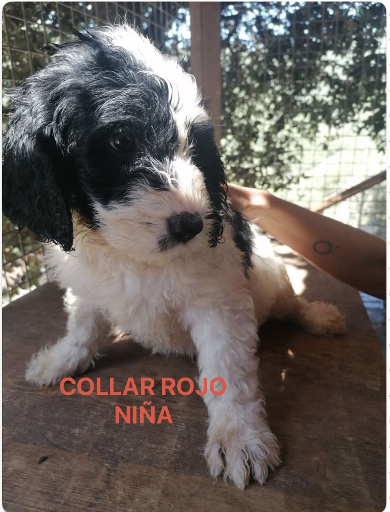 PRECIOSOS CACHORROS LABRADOODLE 6