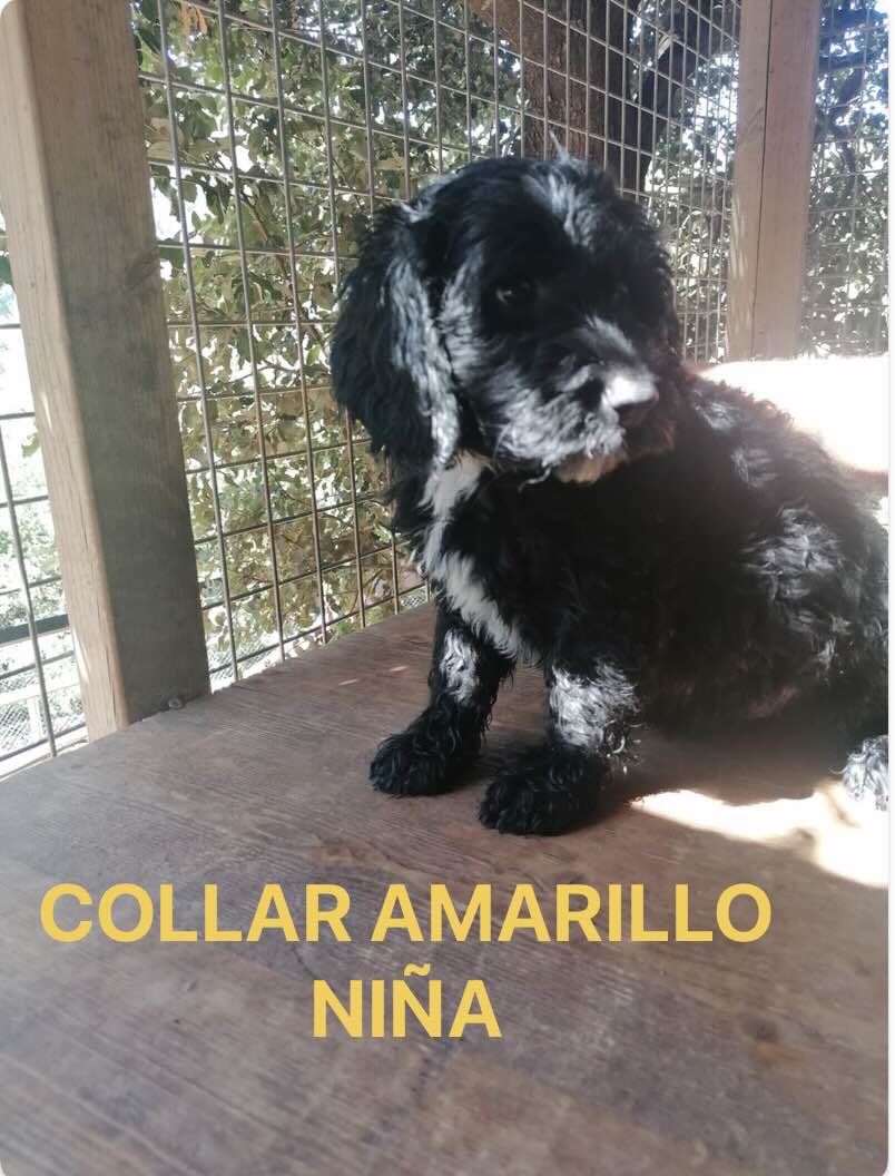 PRECIOSOS CACHORROS LABRADOODLE 7