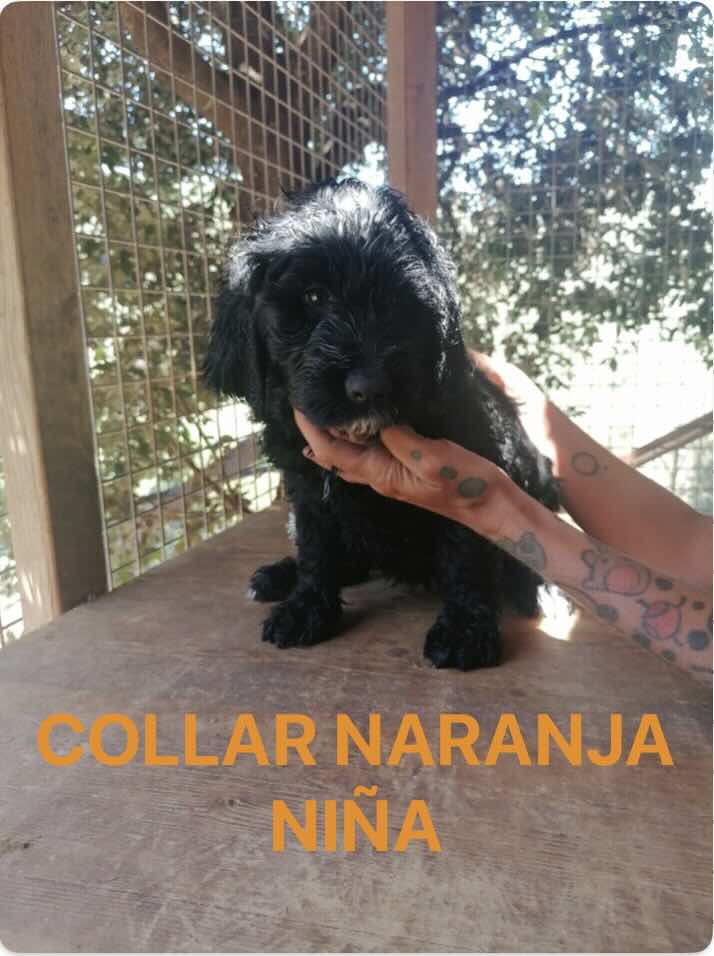 PRECIOSOS CACHORROS LABRADOODLE 9