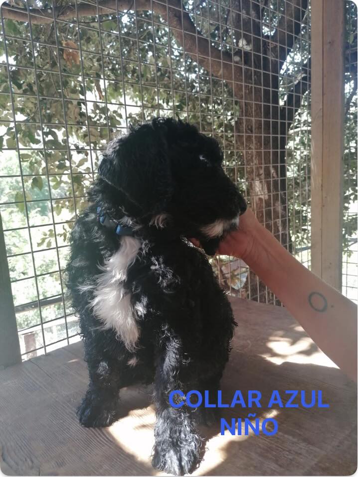 PRECIOSOS CACHORROS LABRADOODLE 10