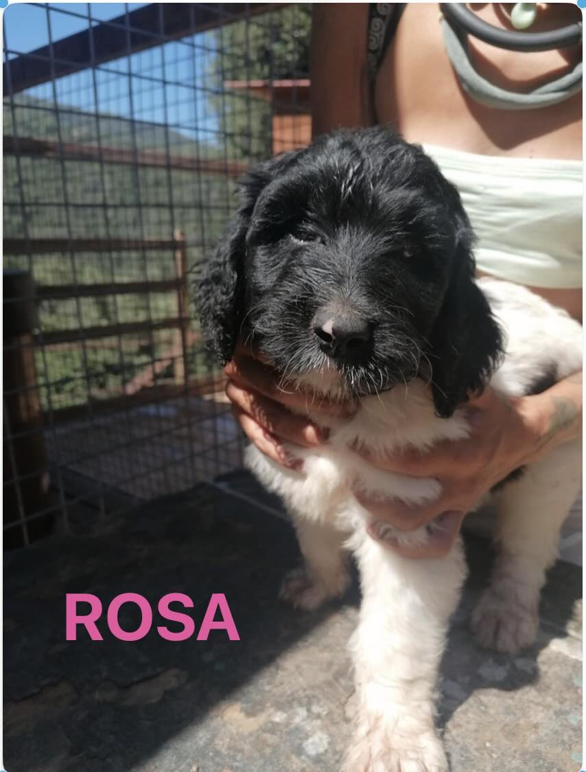 PRECIOSOS CACHORROS LABRADOODLE 3