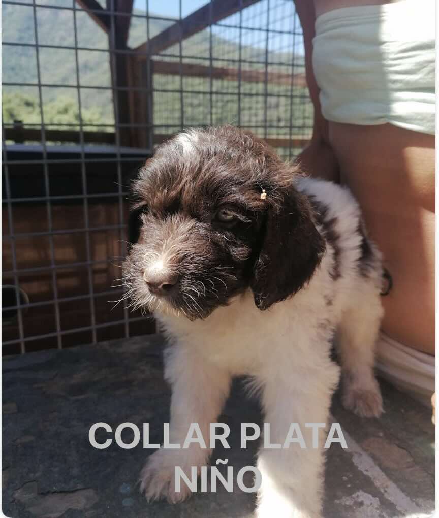 PRECIOSOS CACHORROS LABRADOODLE 4