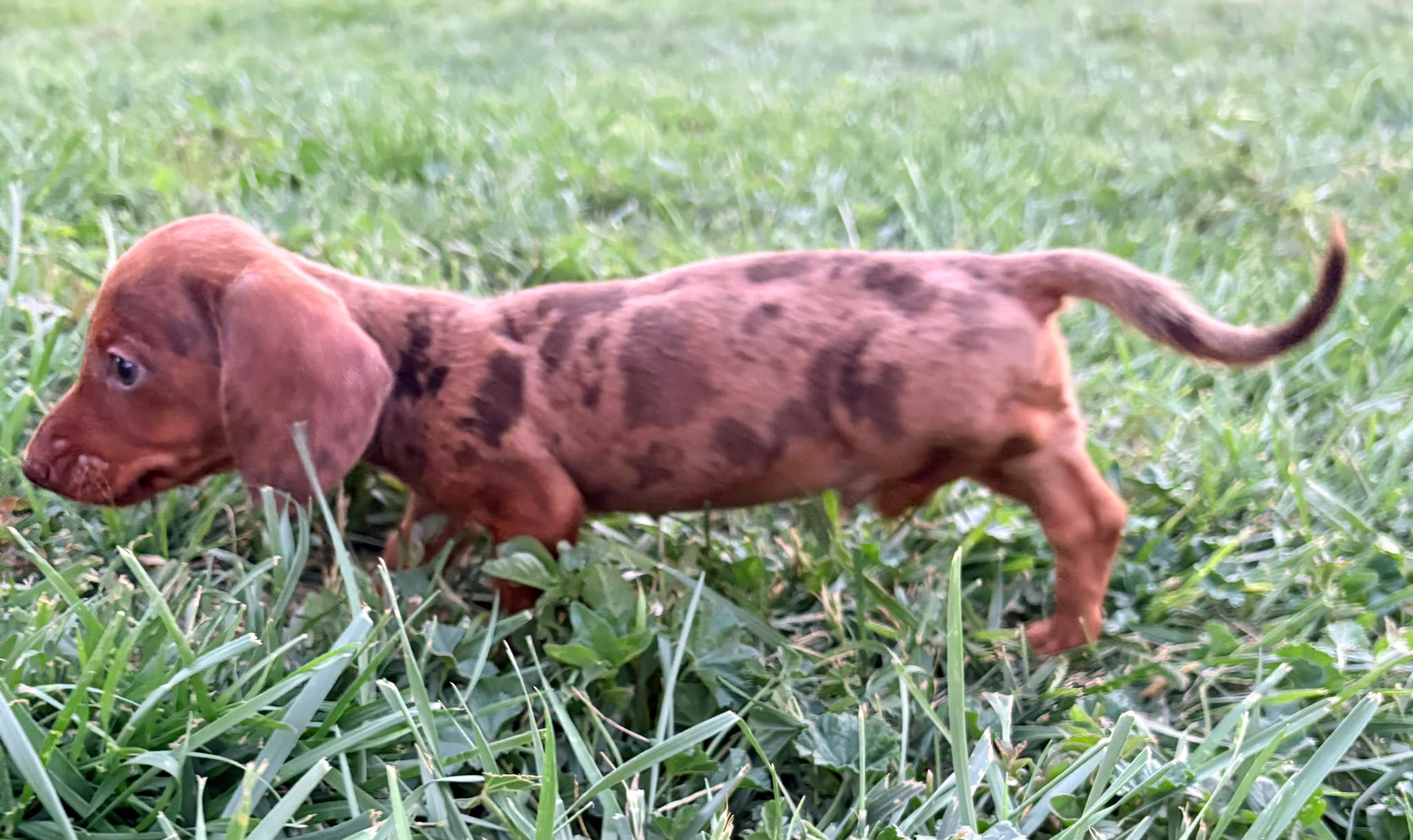 Cachorro Teckel Kaninchen