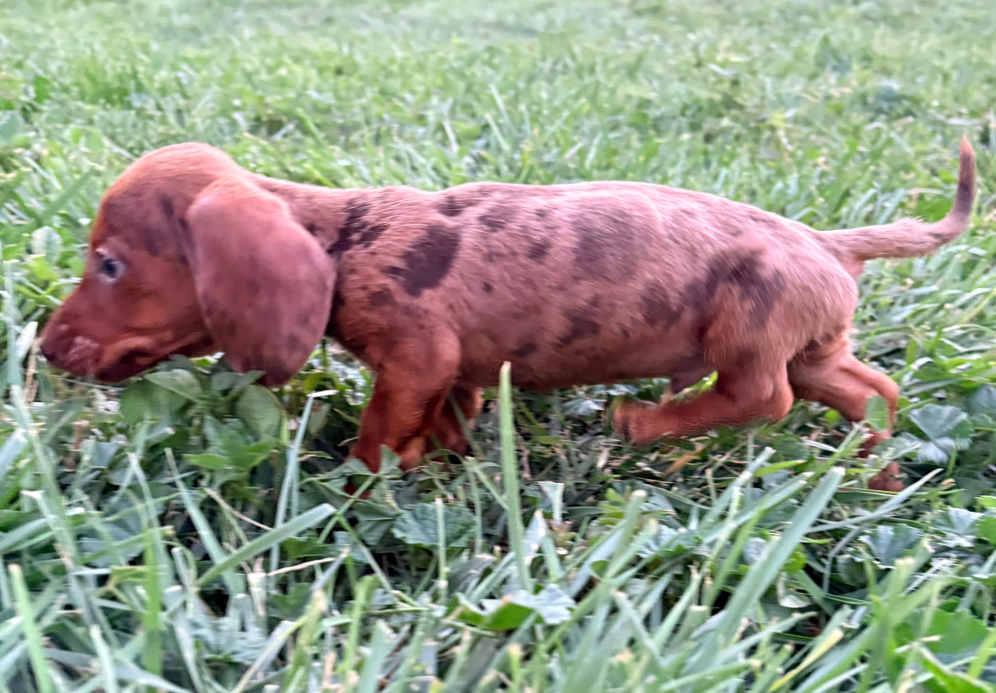 Cachorro Teckel Kaninchen 2