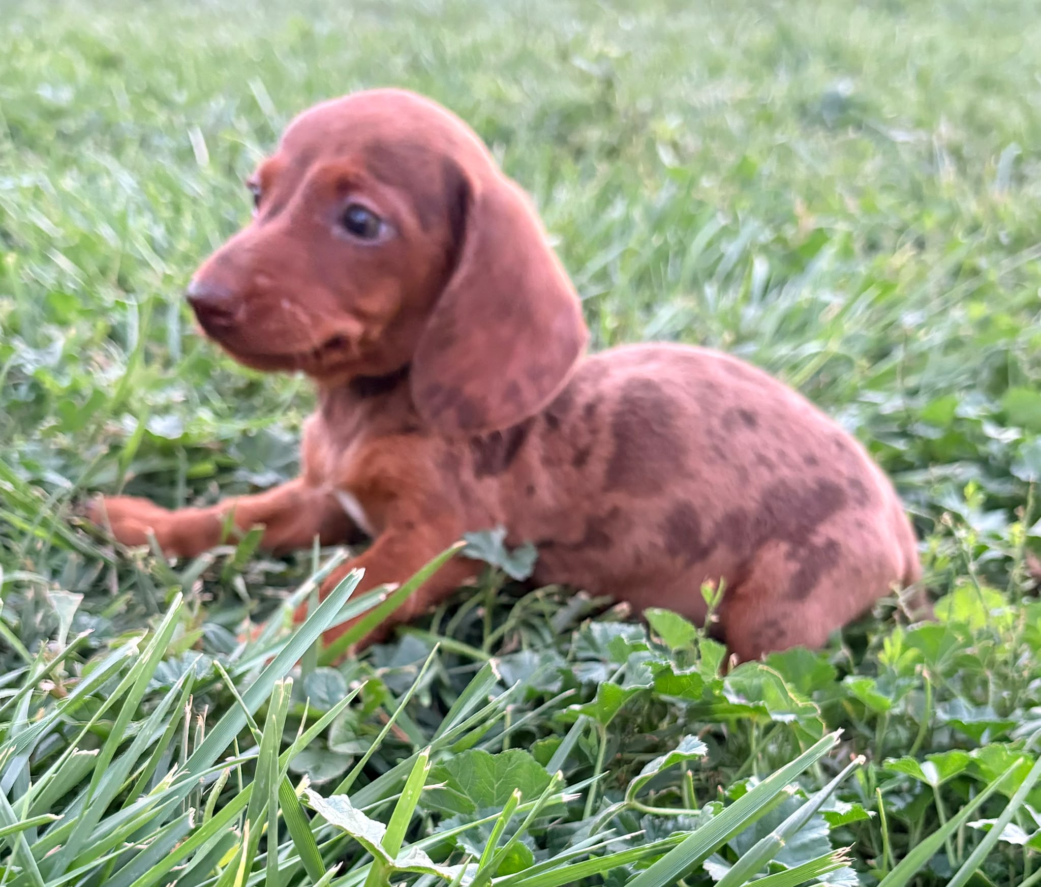 Cachorro Teckel Kaninchen 3