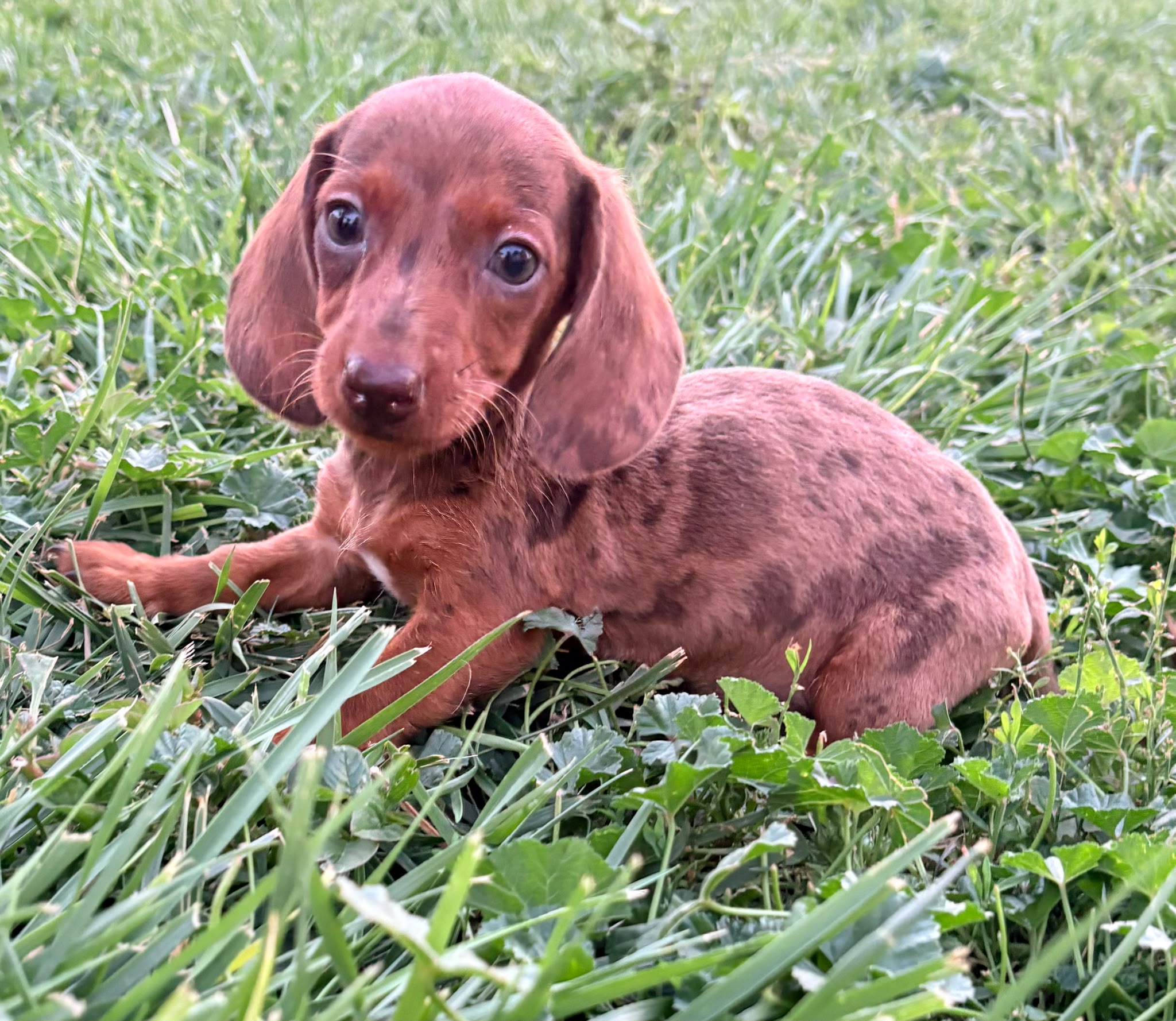 Cachorro Teckel Kaninchen 4