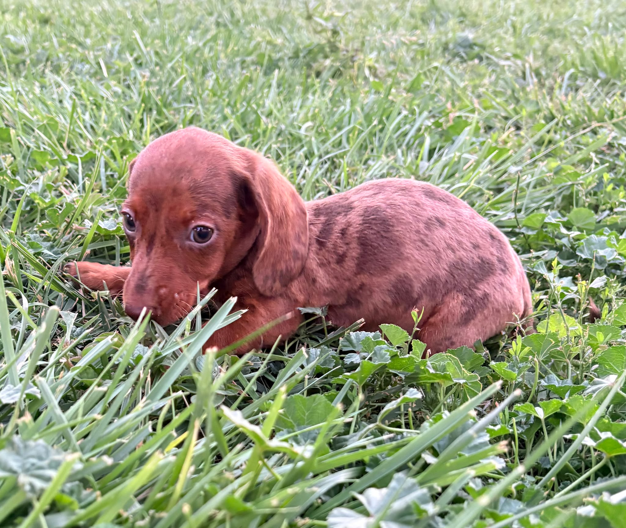 Cachorro Teckel Kaninchen 5