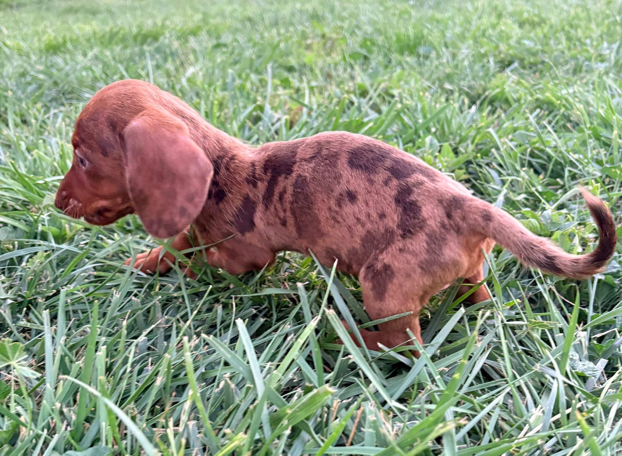 Cachorro Teckel Kaninchen 6