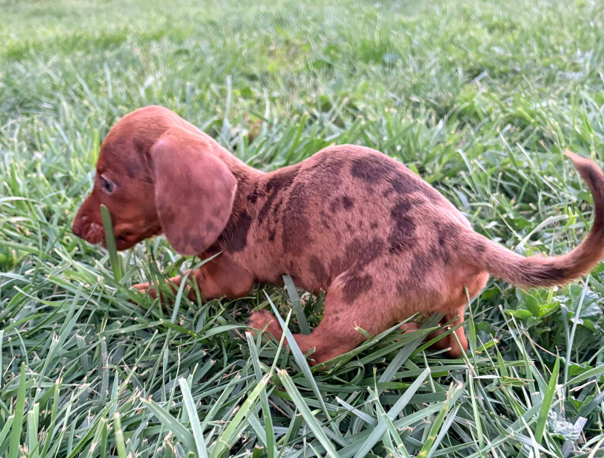 Cachorro Teckel Kaninchen 7