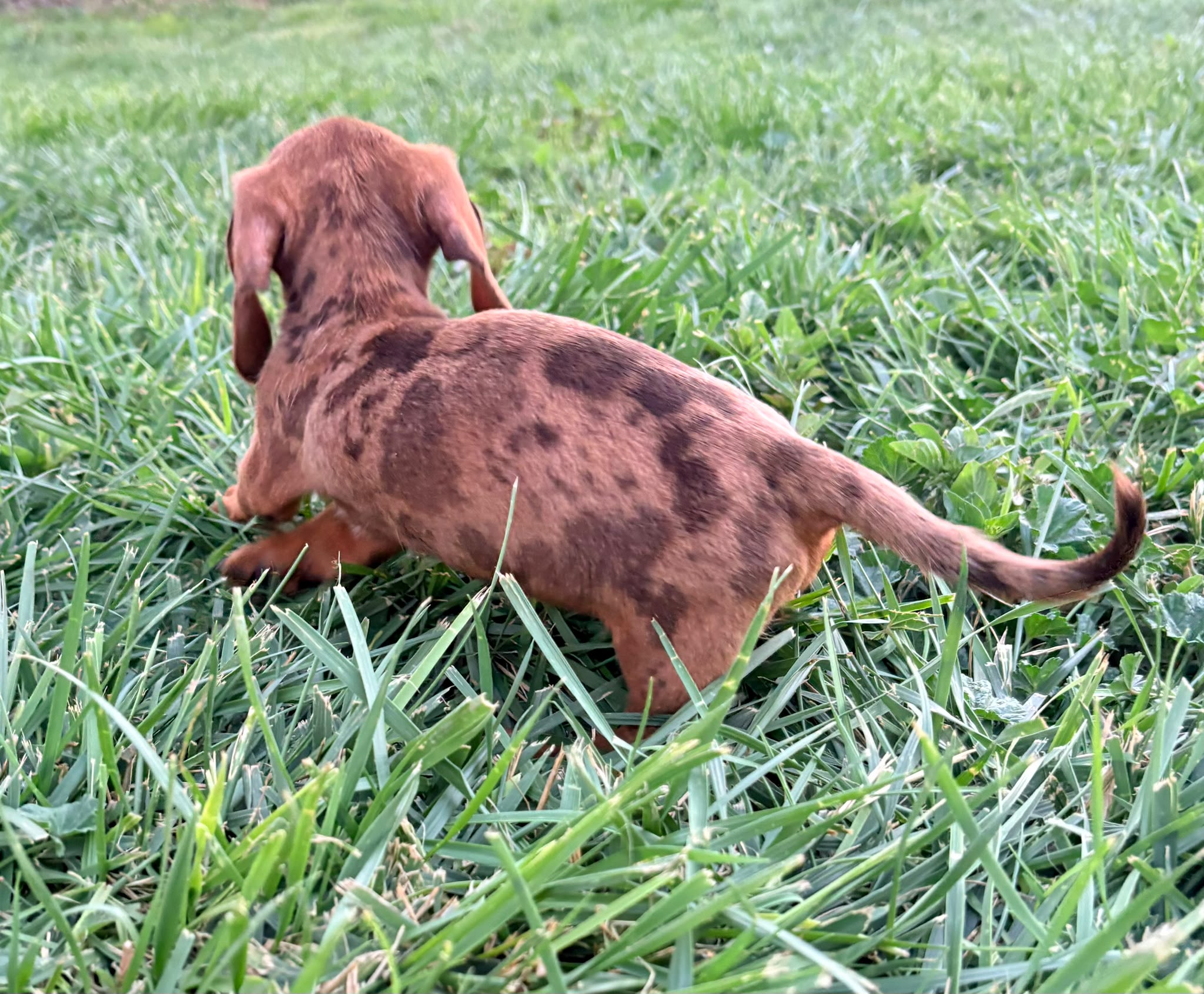 Cachorro Teckel Kaninchen 8