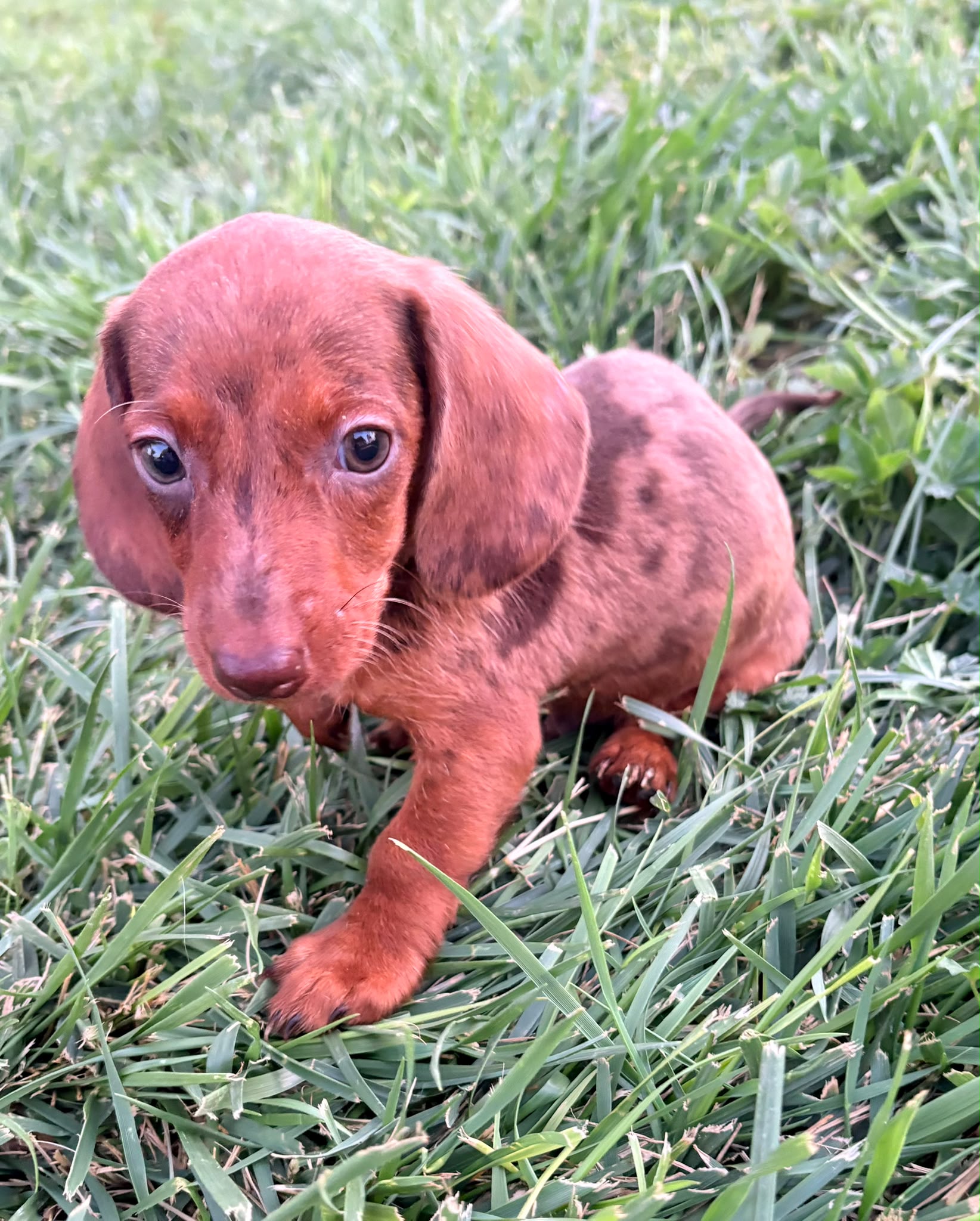 Cachorro Teckel Kaninchen 9