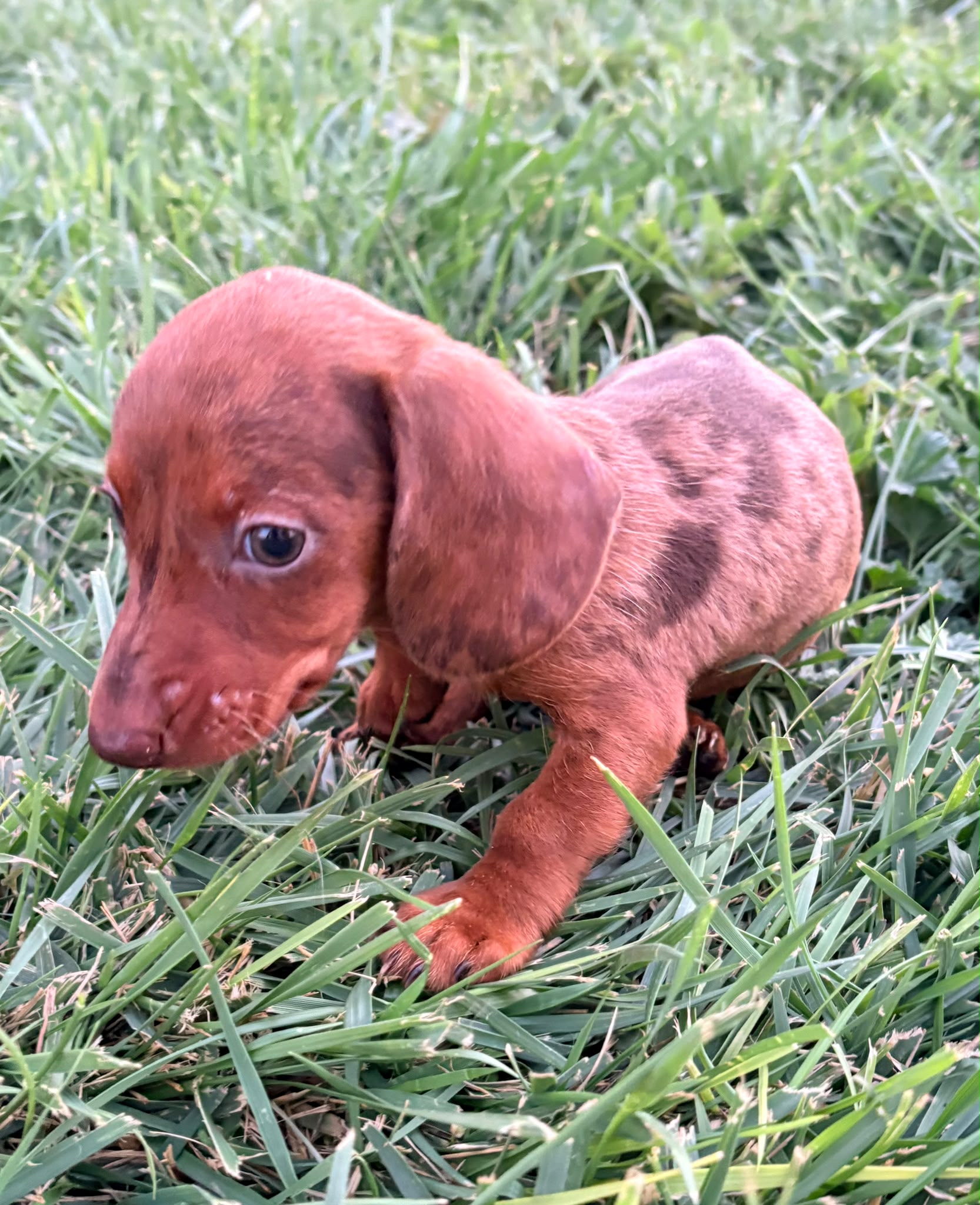 Cachorro Teckel Kaninchen 10