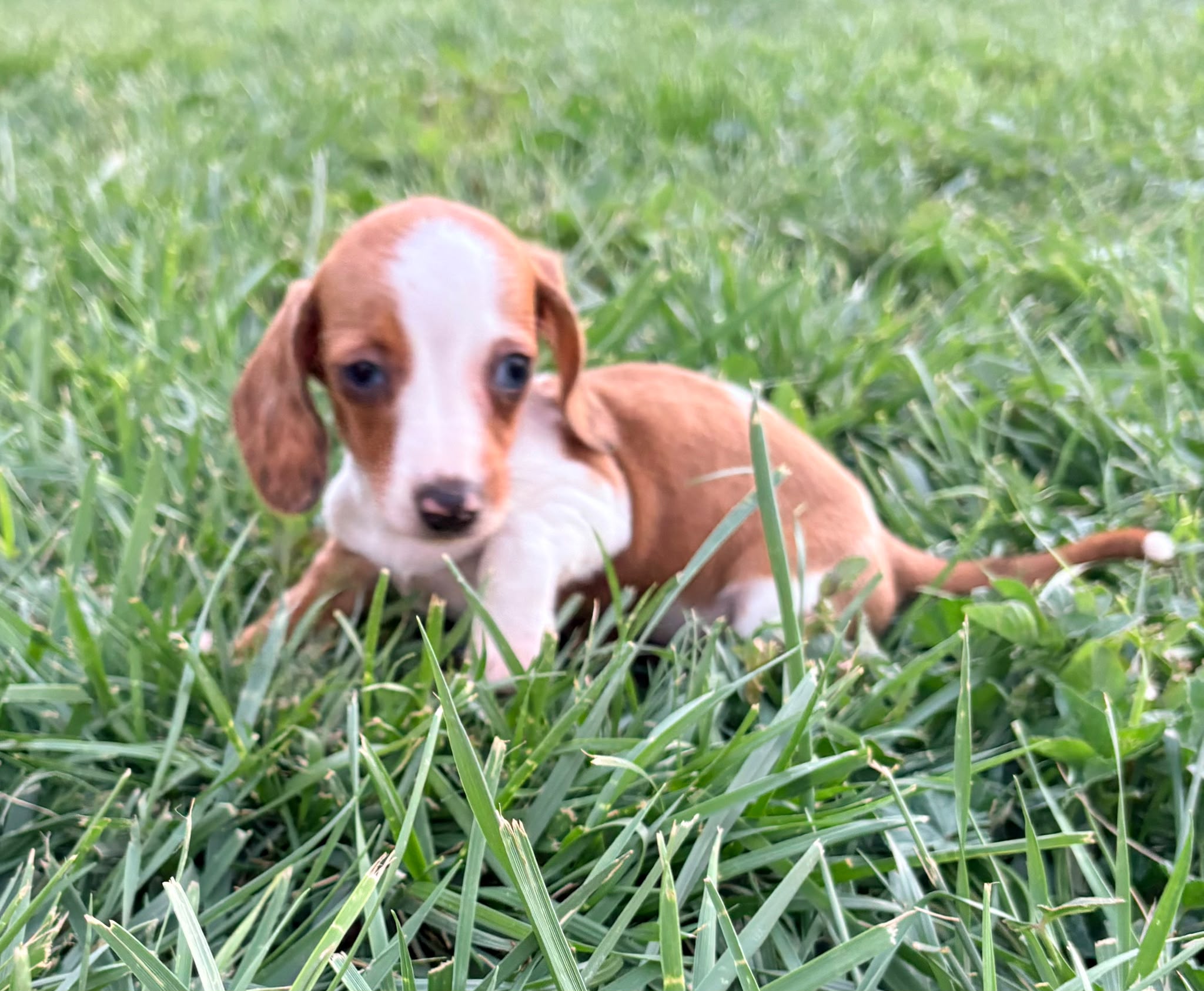 Cachorro hembra teckel Kaninchen Merle chocolate con blanco