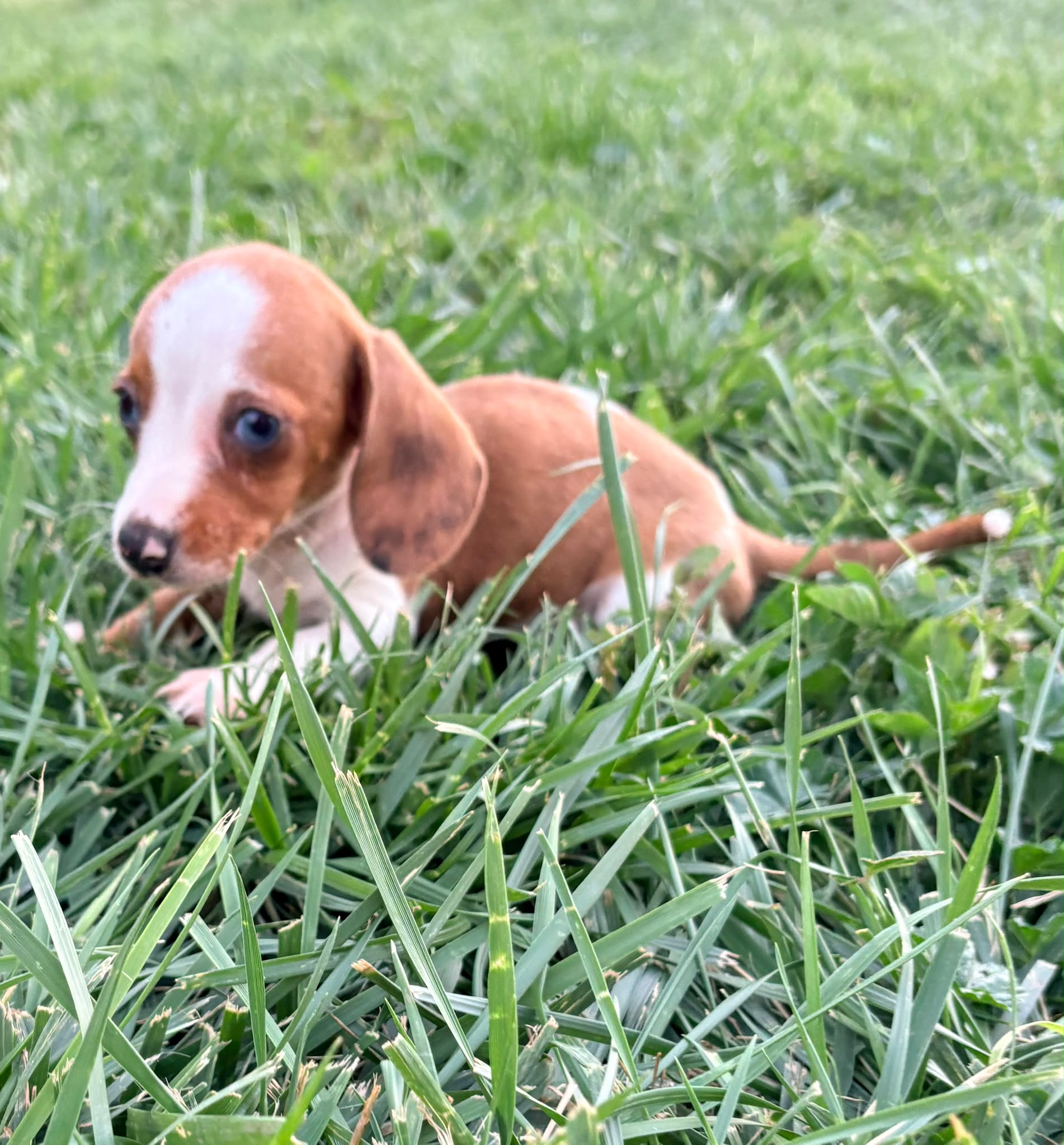 Cachorro hembra teckel Kaninchen Merle chocolate con blanco 2