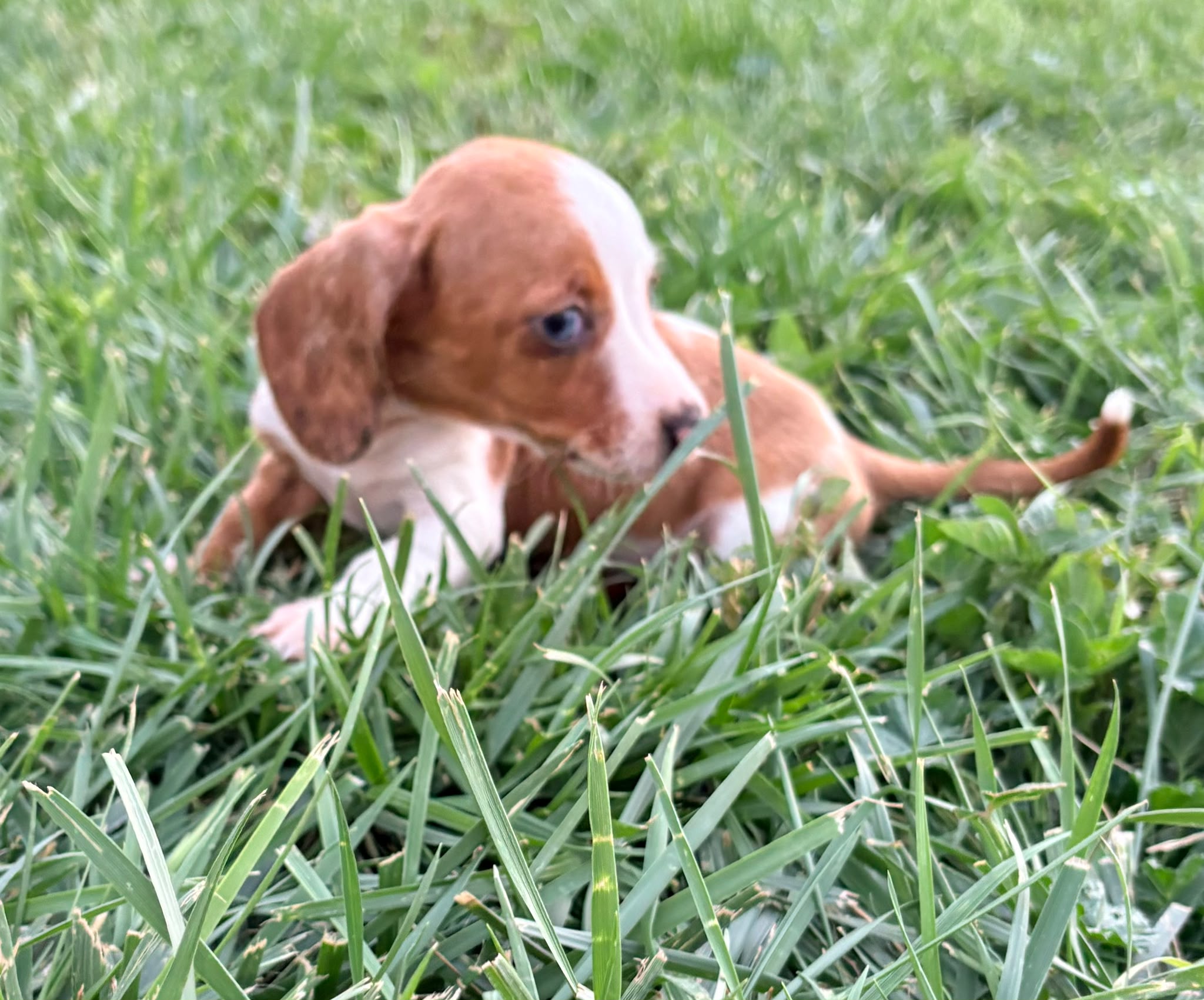 Cachorro hembra teckel Kaninchen Merle chocolate con blanco 3