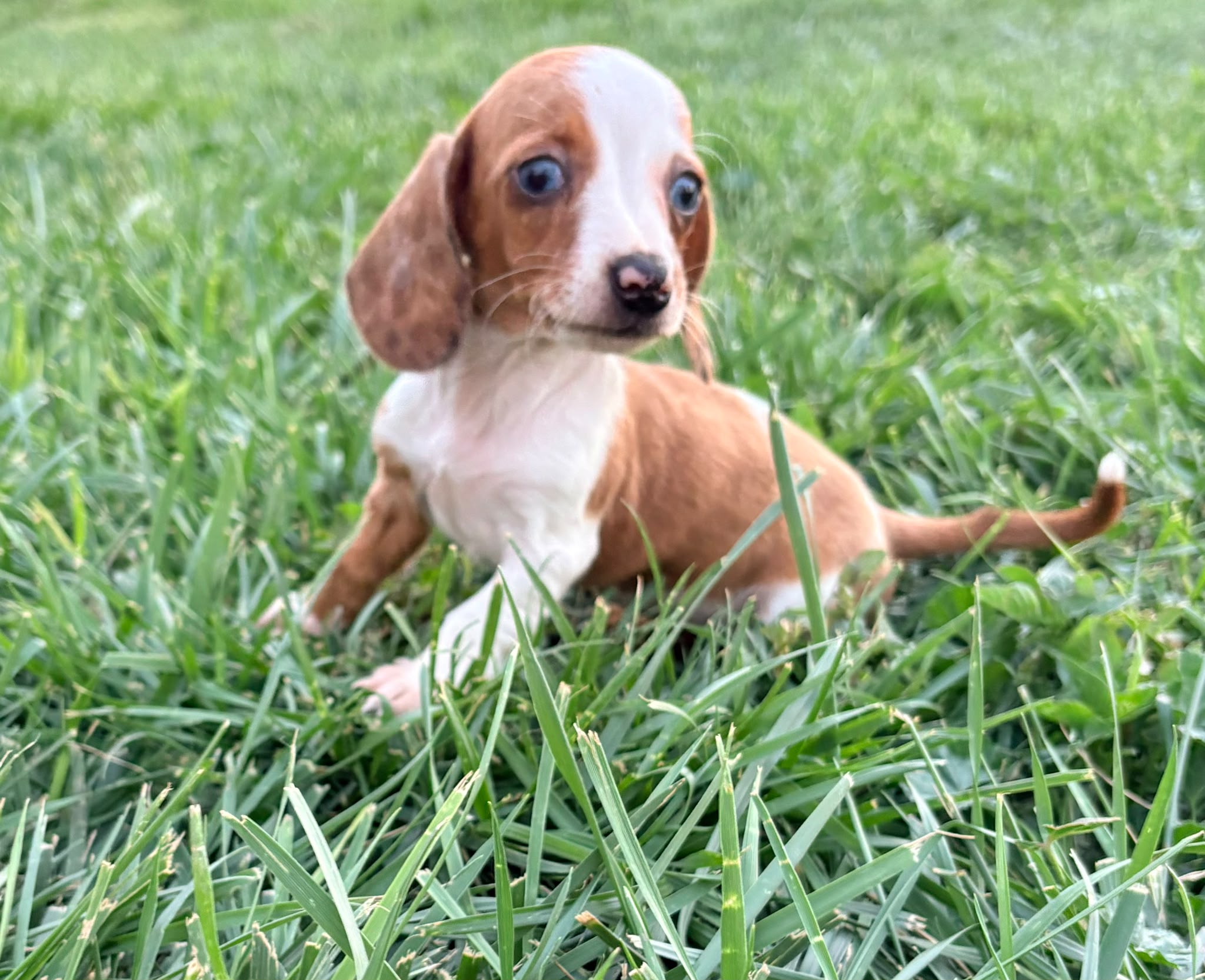 Cachorro hembra teckel Kaninchen Merle chocolate con blanco 4