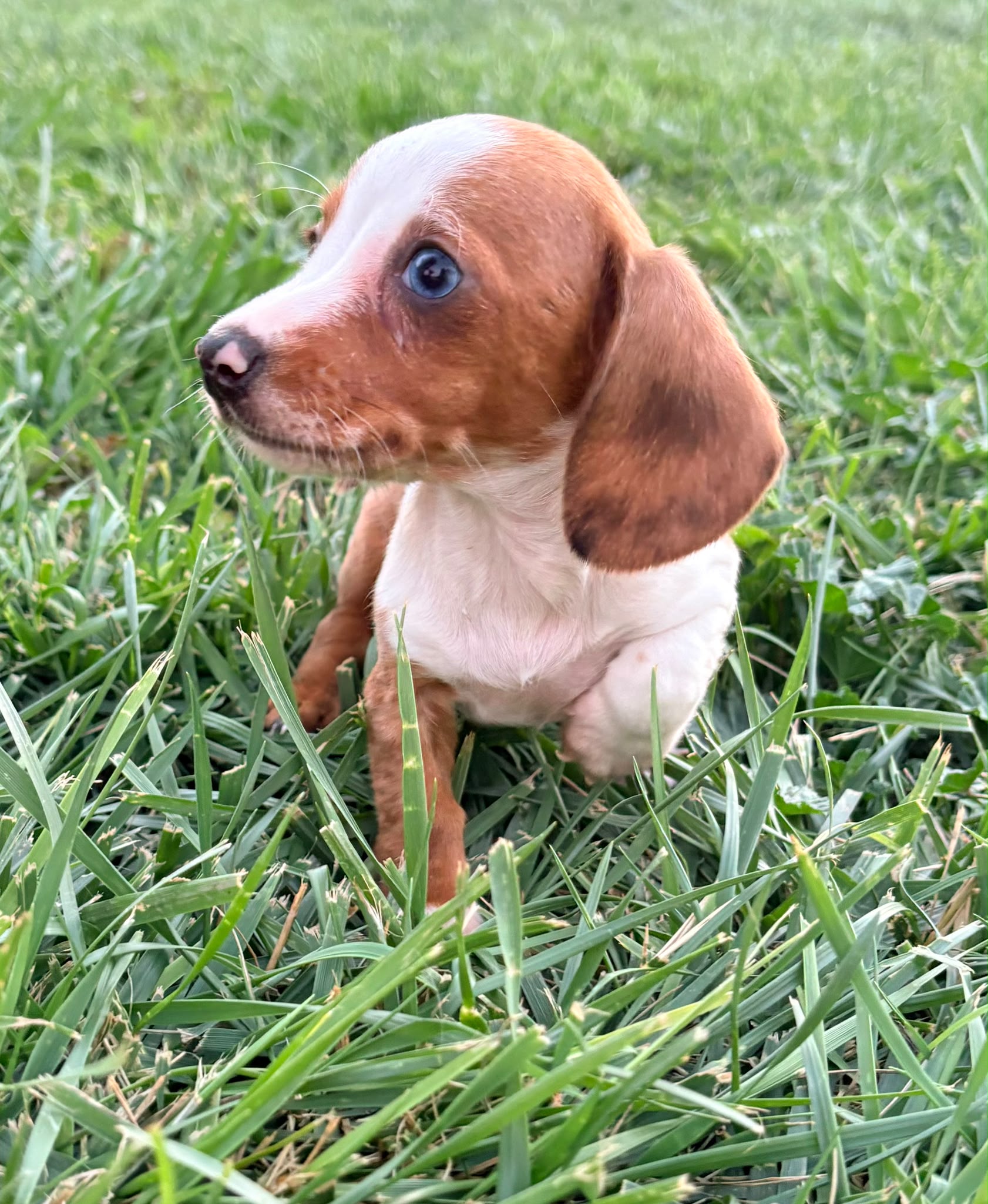 Cachorro hembra teckel Kaninchen Merle chocolate con blanco 5