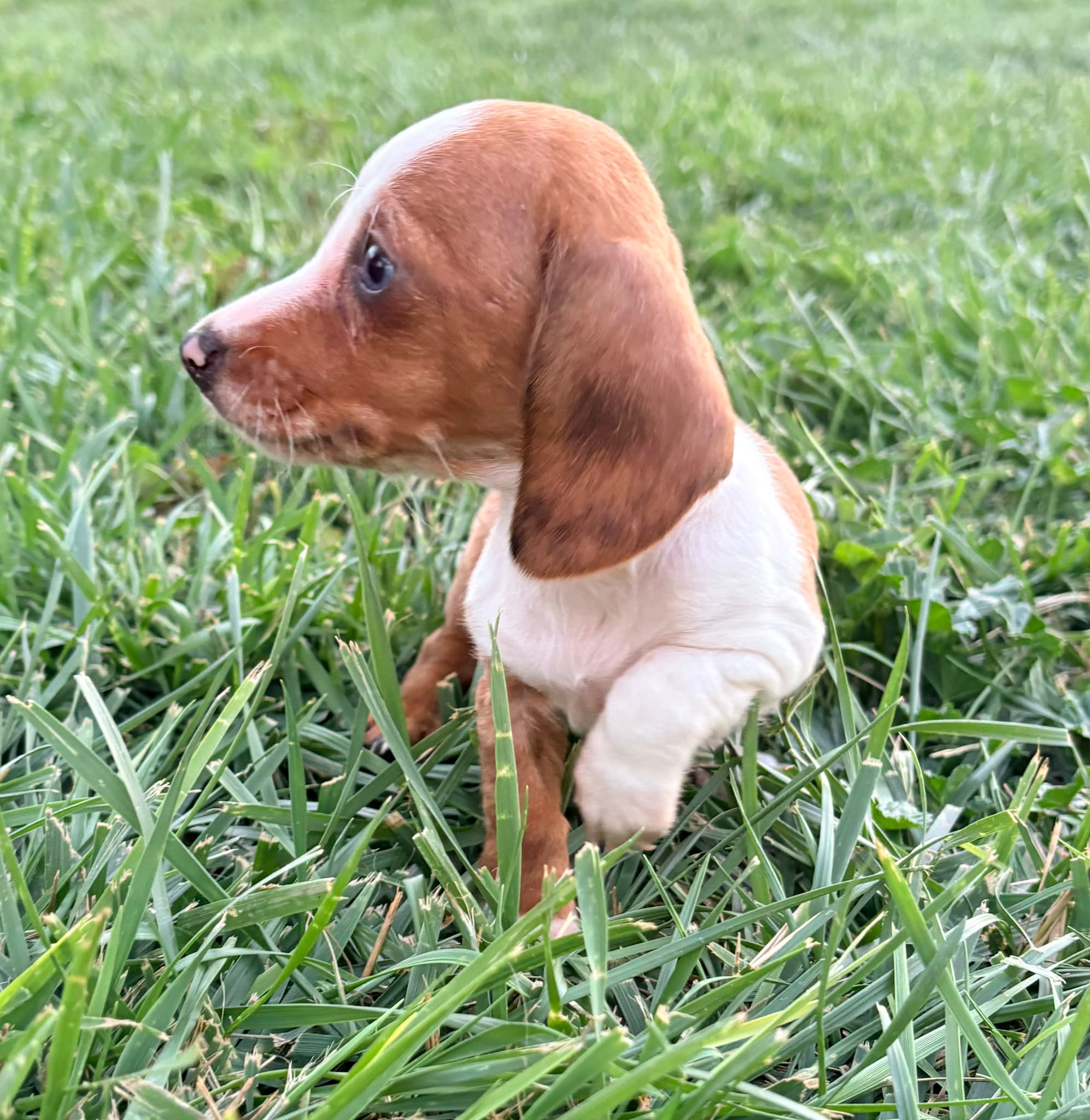 Cachorro hembra teckel Kaninchen Merle chocolate con blanco 6