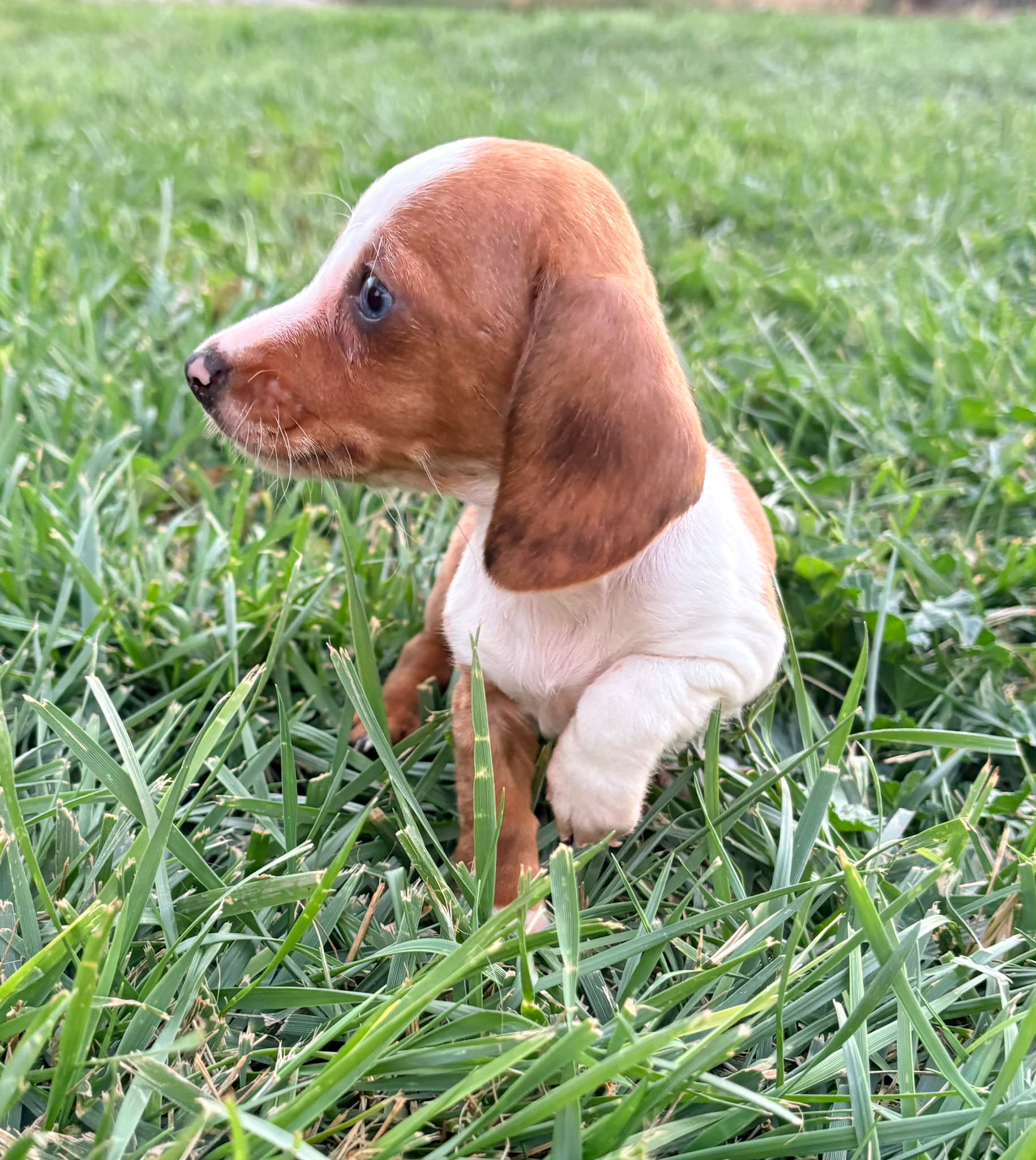Cachorro hembra teckel Kaninchen Merle chocolate con blanco 7