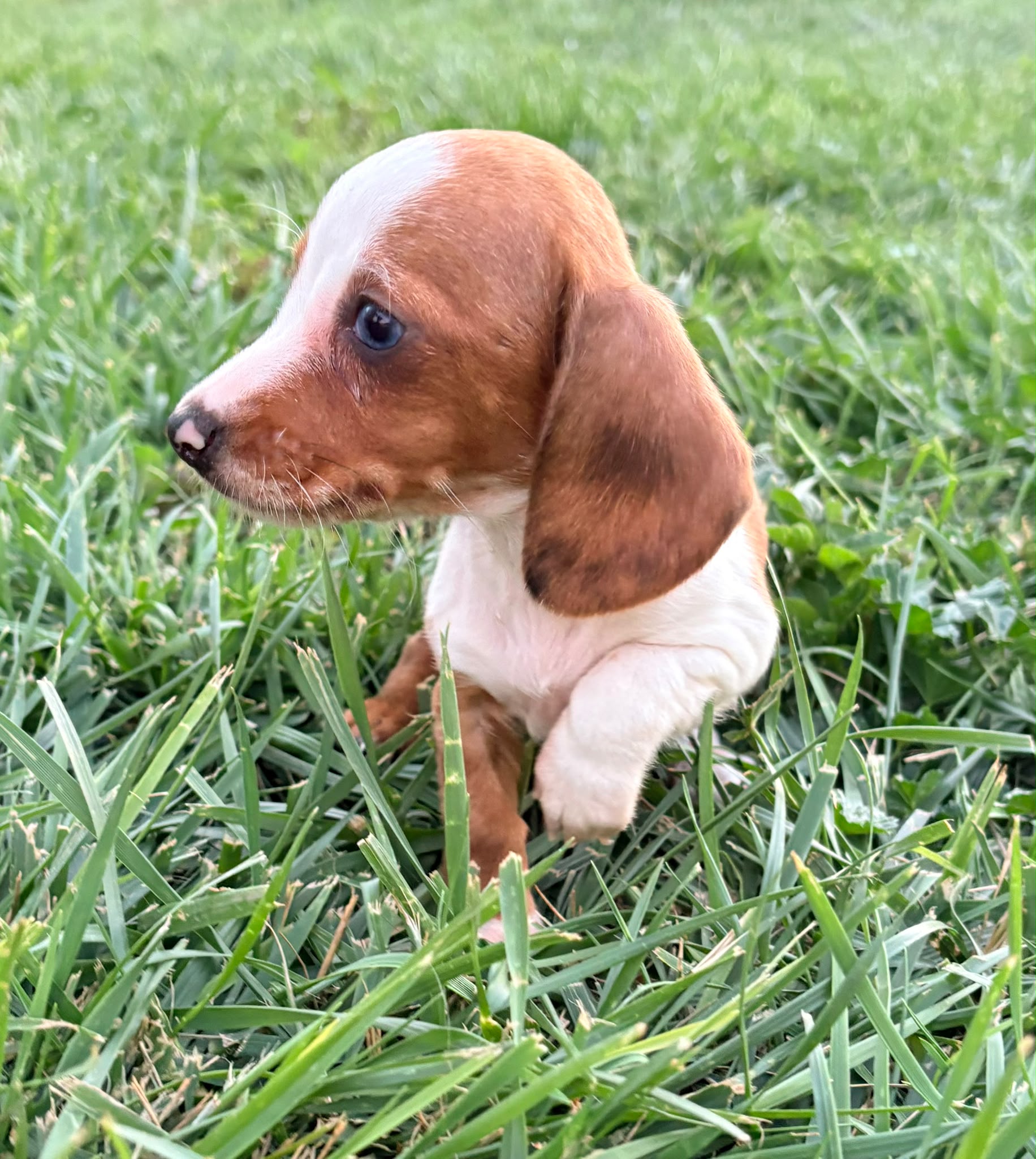 Cachorro hembra teckel Kaninchen Merle chocolate con blanco 8