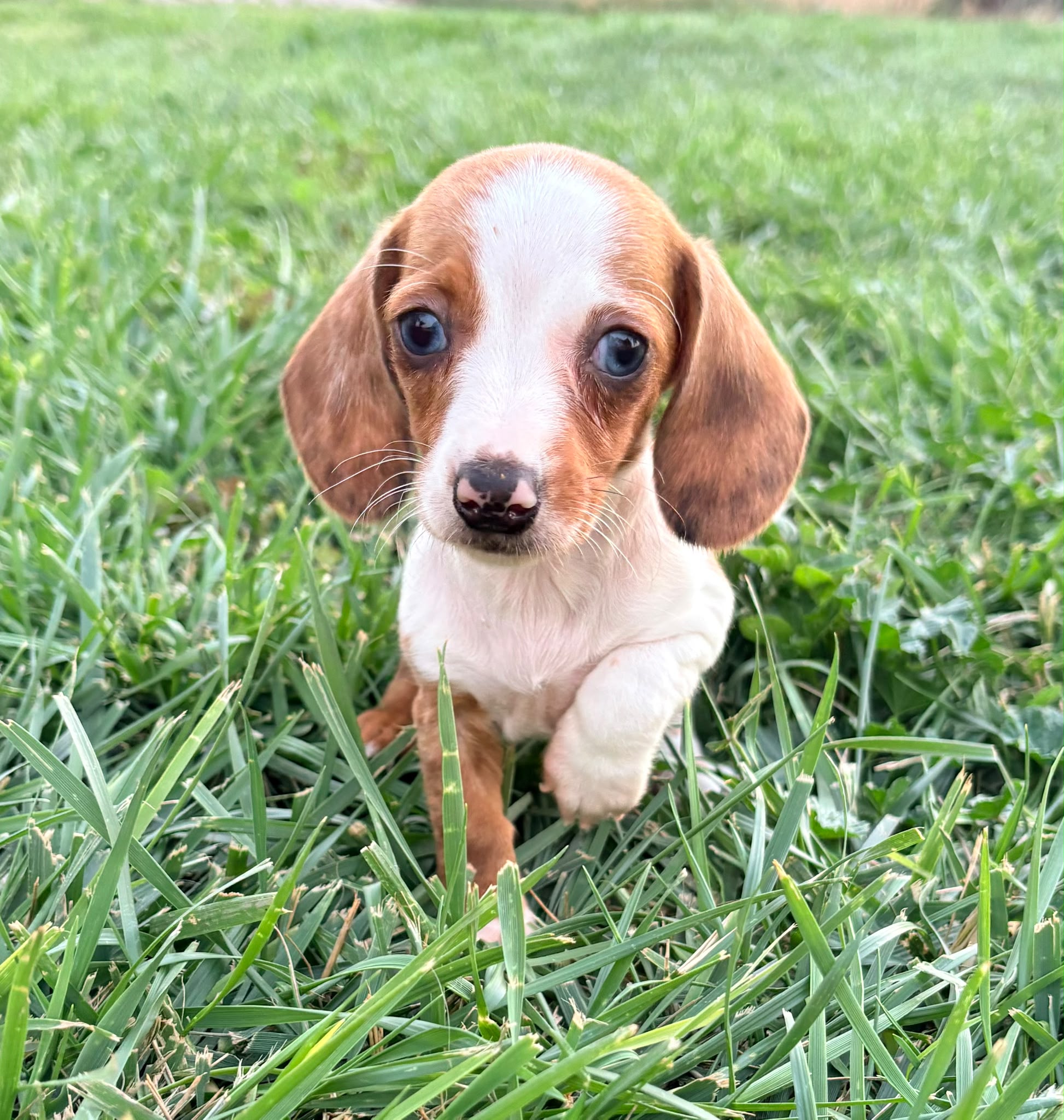 Cachorro hembra teckel Kaninchen Merle chocolate con blanco 9