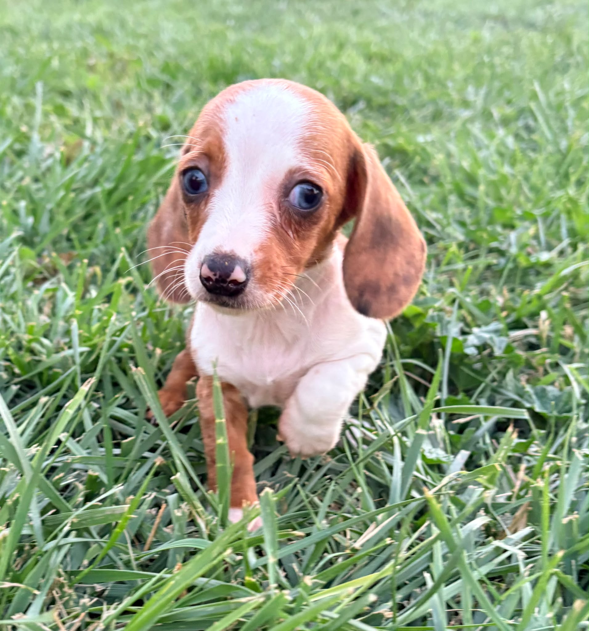 Cachorro hembra teckel Kaninchen Merle chocolate con blanco 10