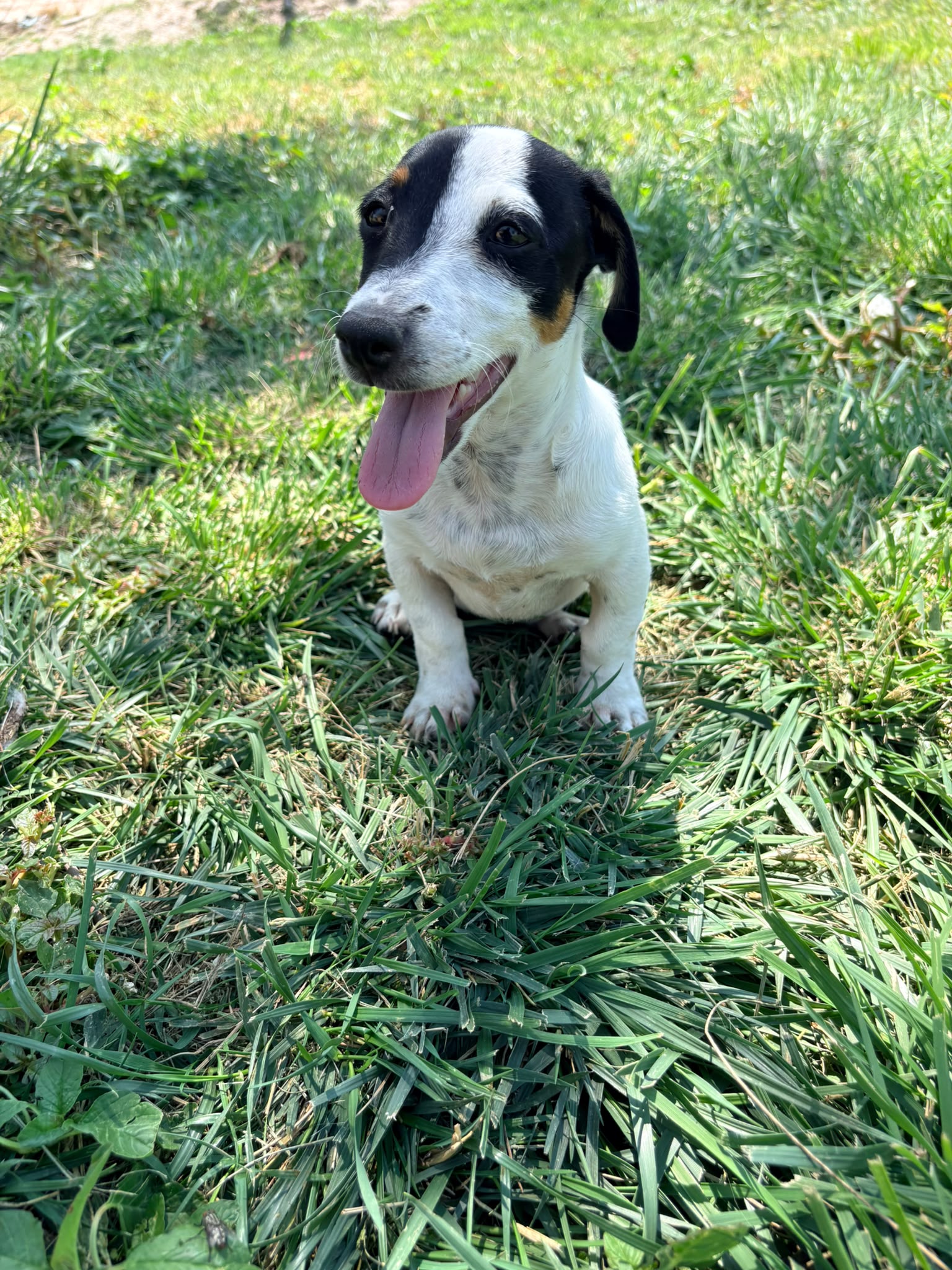Jack Russell Terrier
