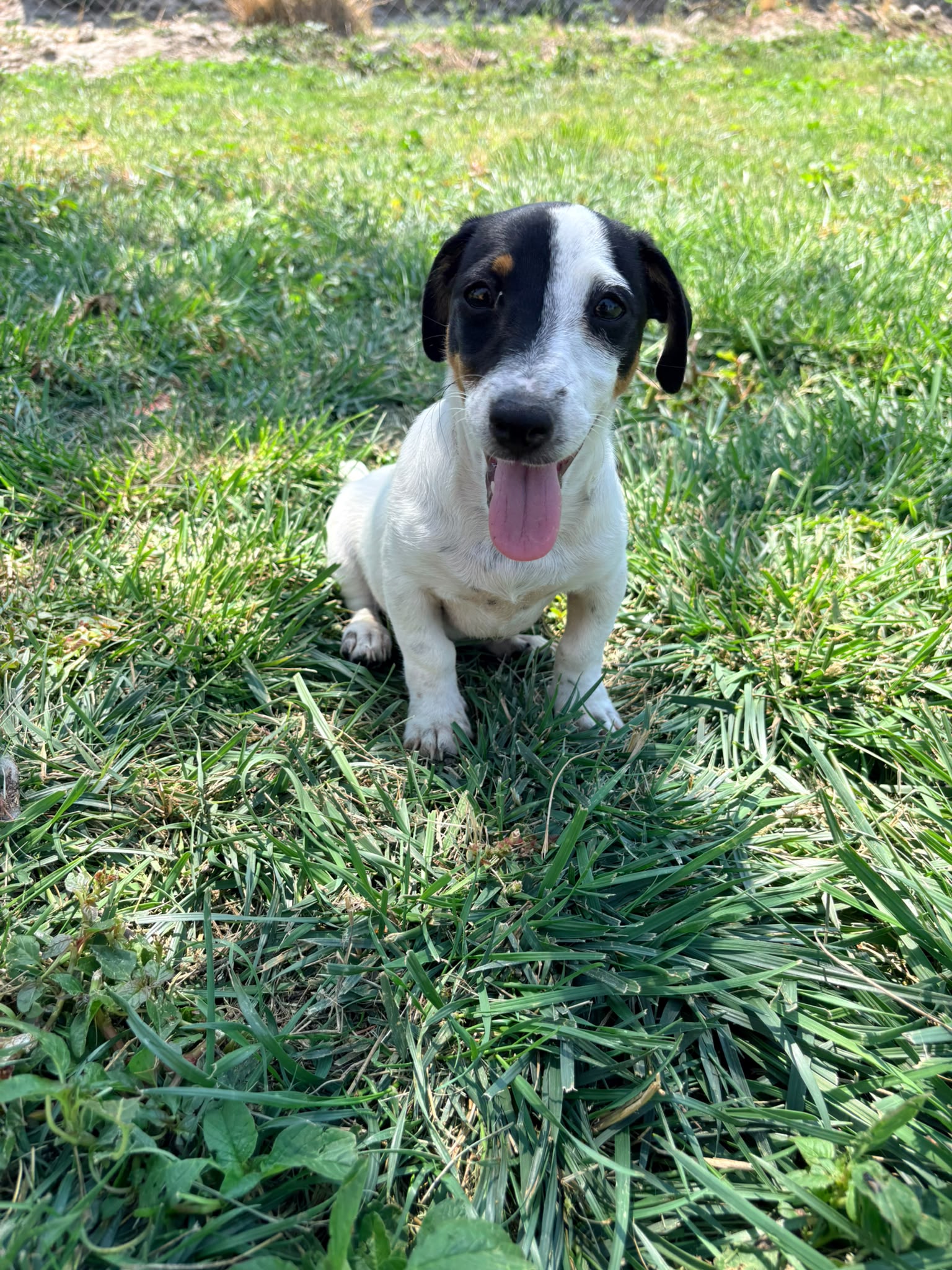 Jack Russell Terrier 2