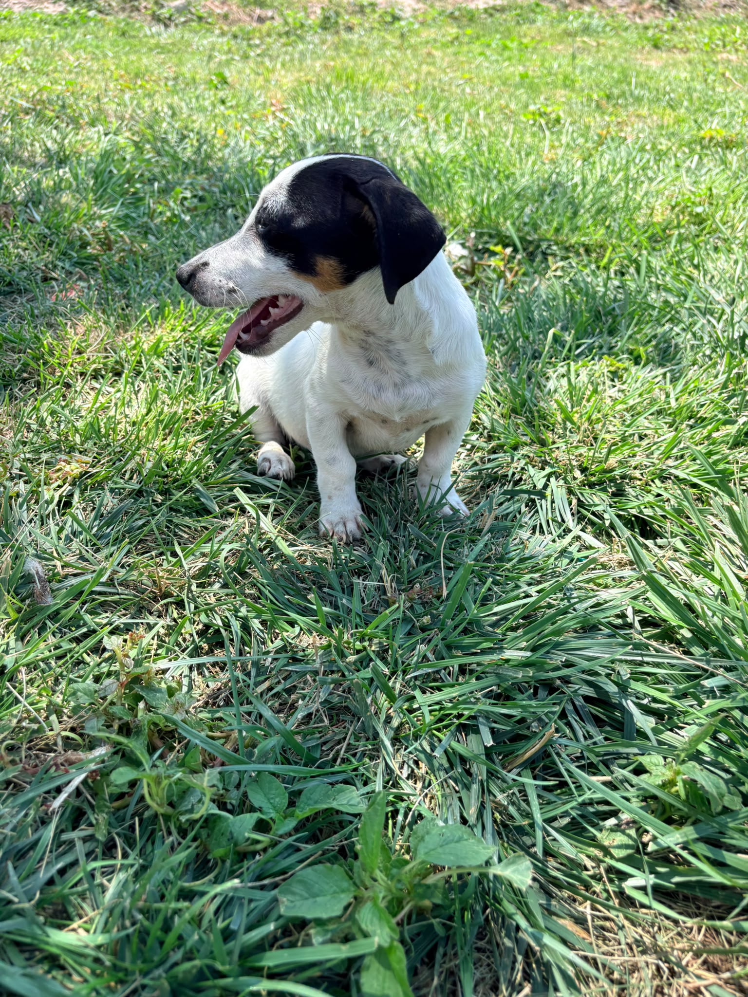 Jack Russell Terrier 3