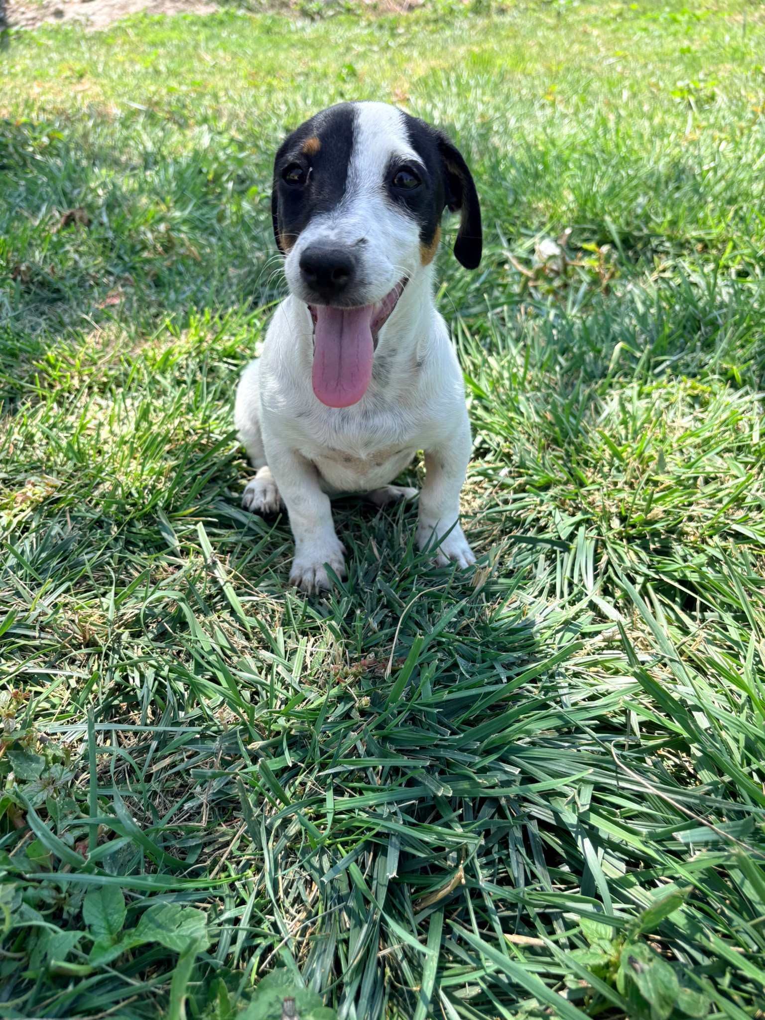 Jack Russell Terrier 4