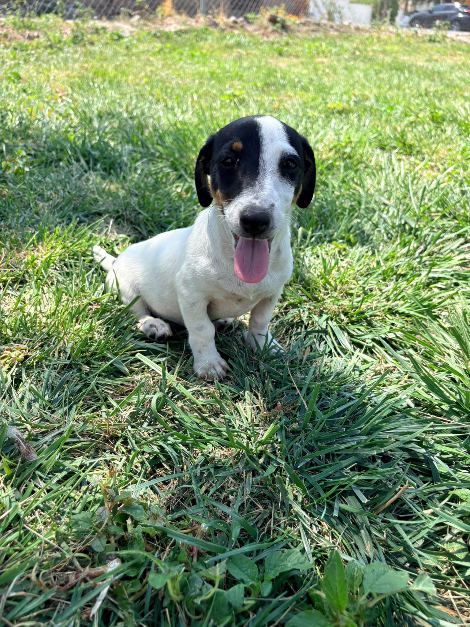 Jack Russell Terrier 5