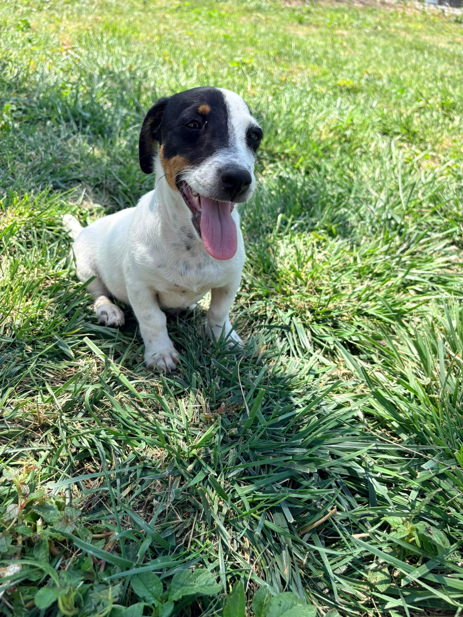 Jack Russell Terrier 6