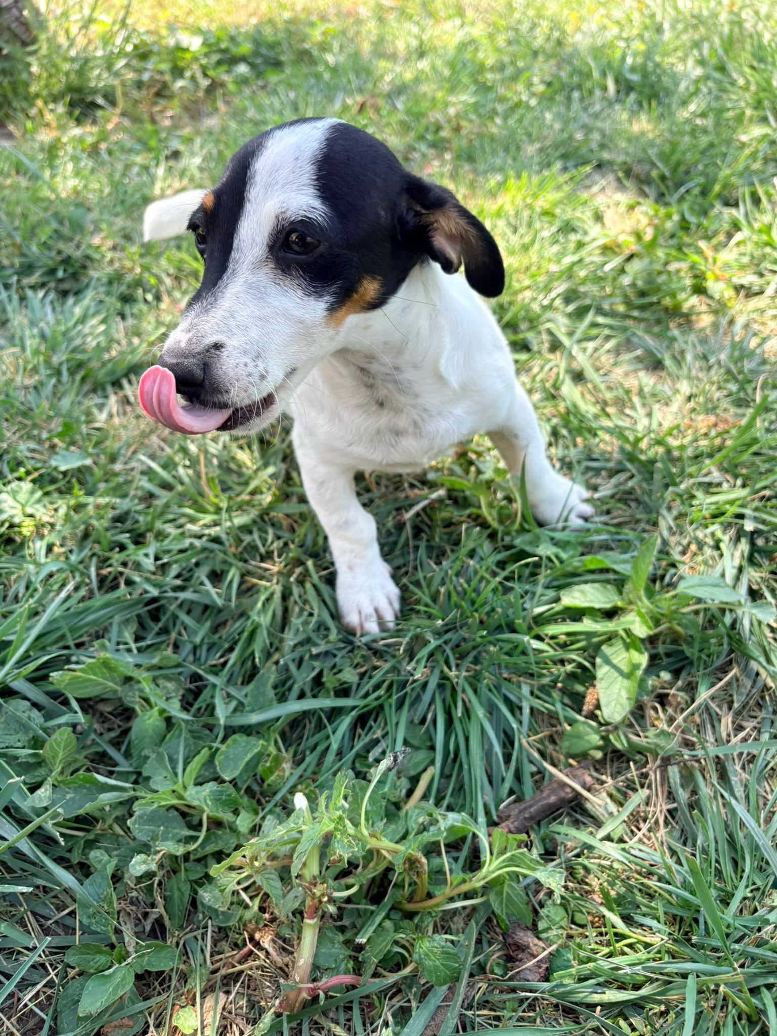 Jack Russell Terrier 7