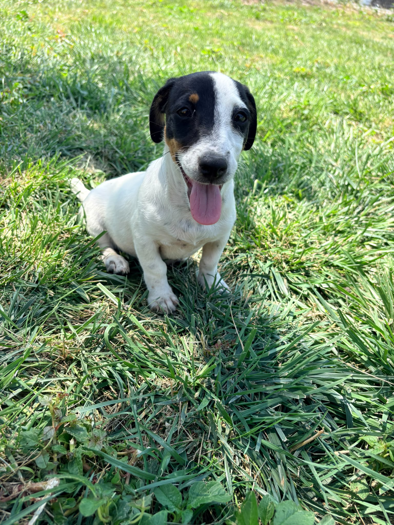 Jack Russell Terrier 8