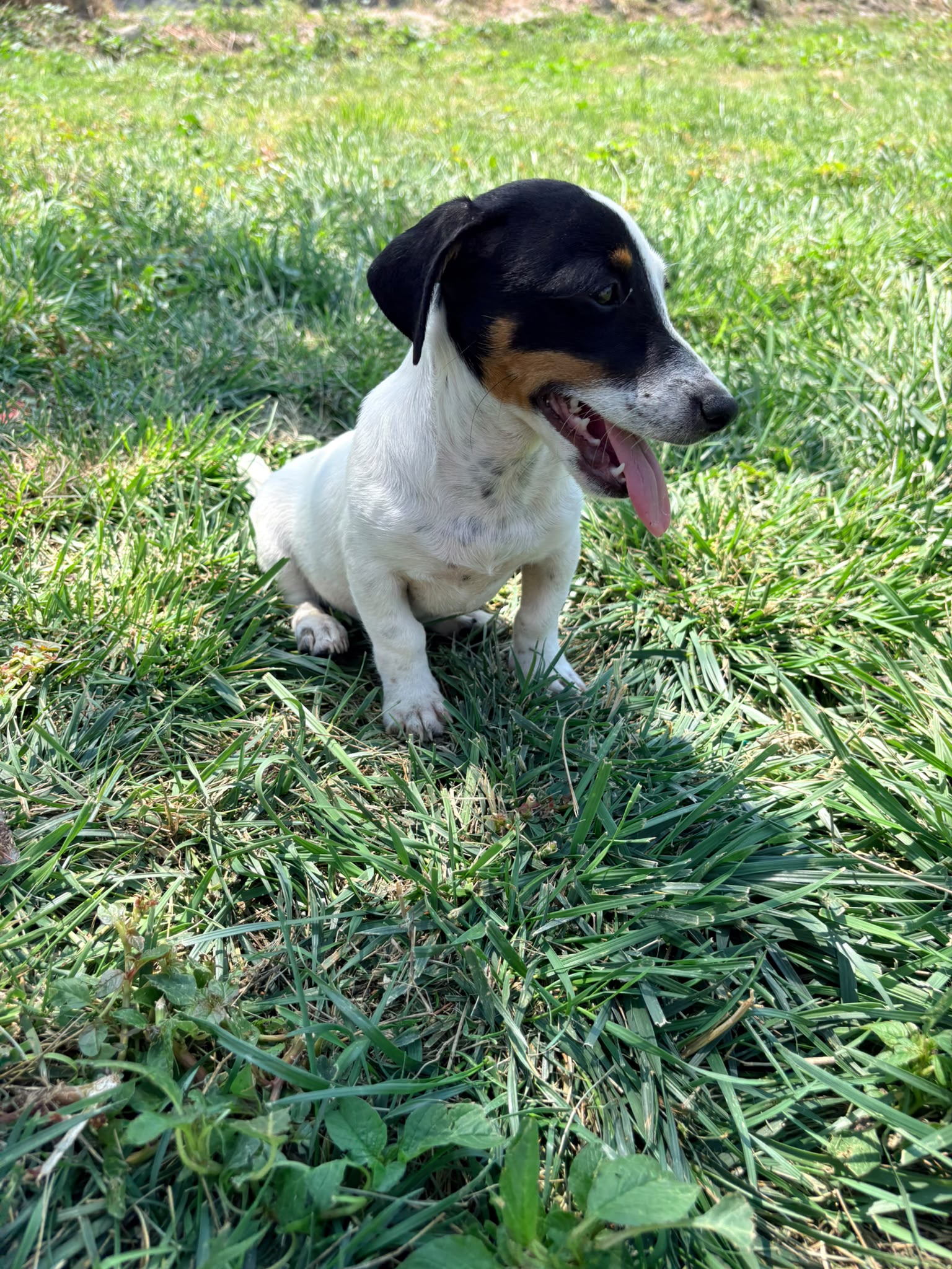 Jack Russell Terrier 9