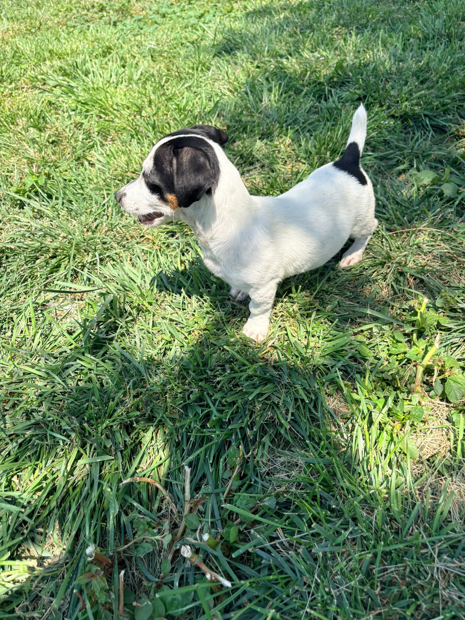 Jack Russell Terrier 10
