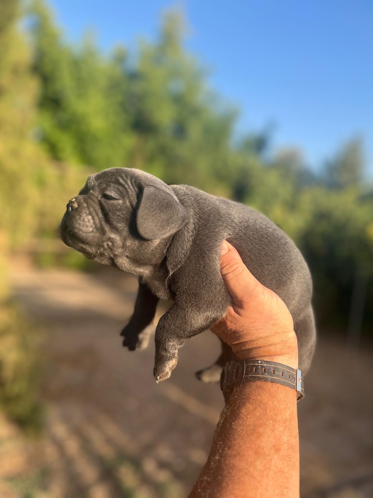 Bulldog francés 