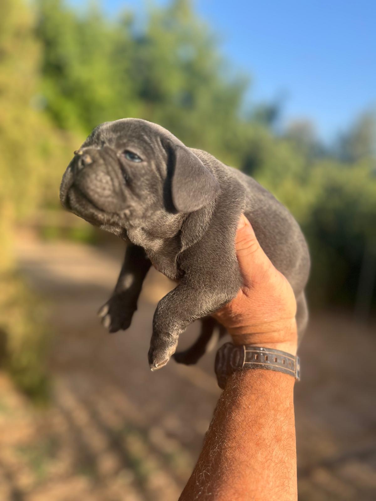 Bulldog francés  2