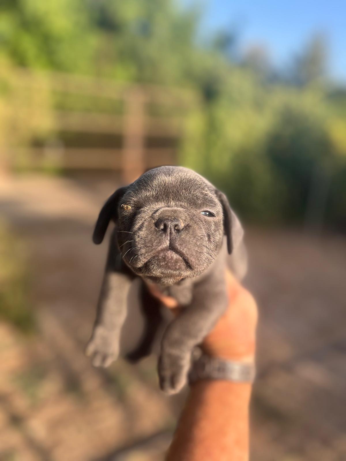 Bulldog francés  3