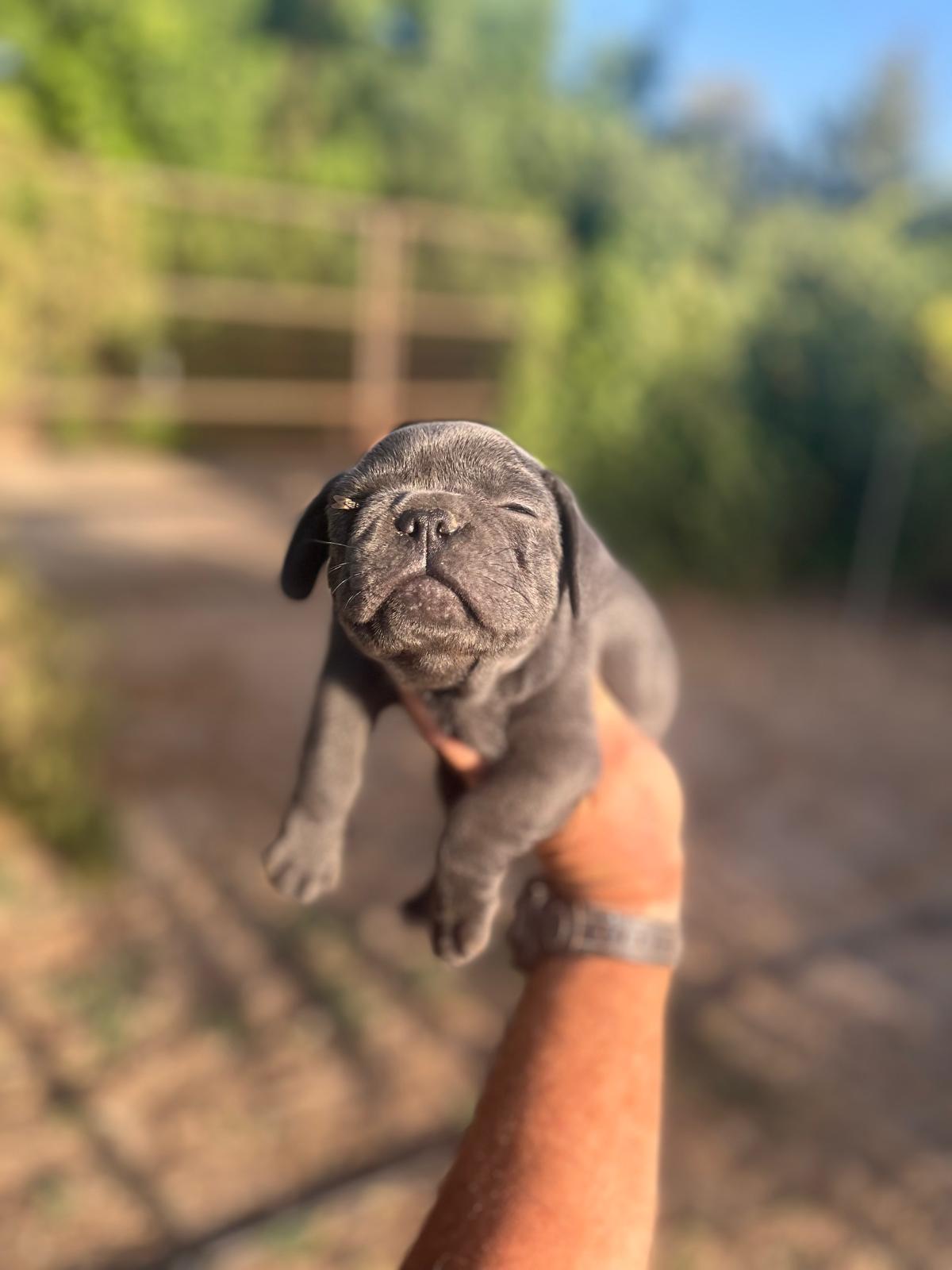 Bulldog francés  4