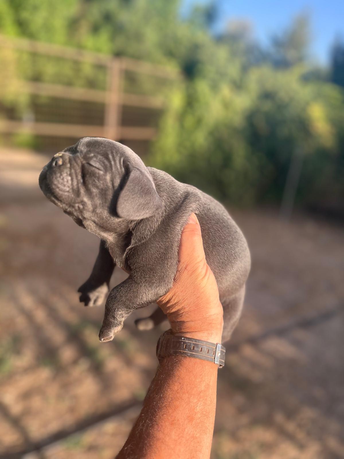 Bulldog francés  5