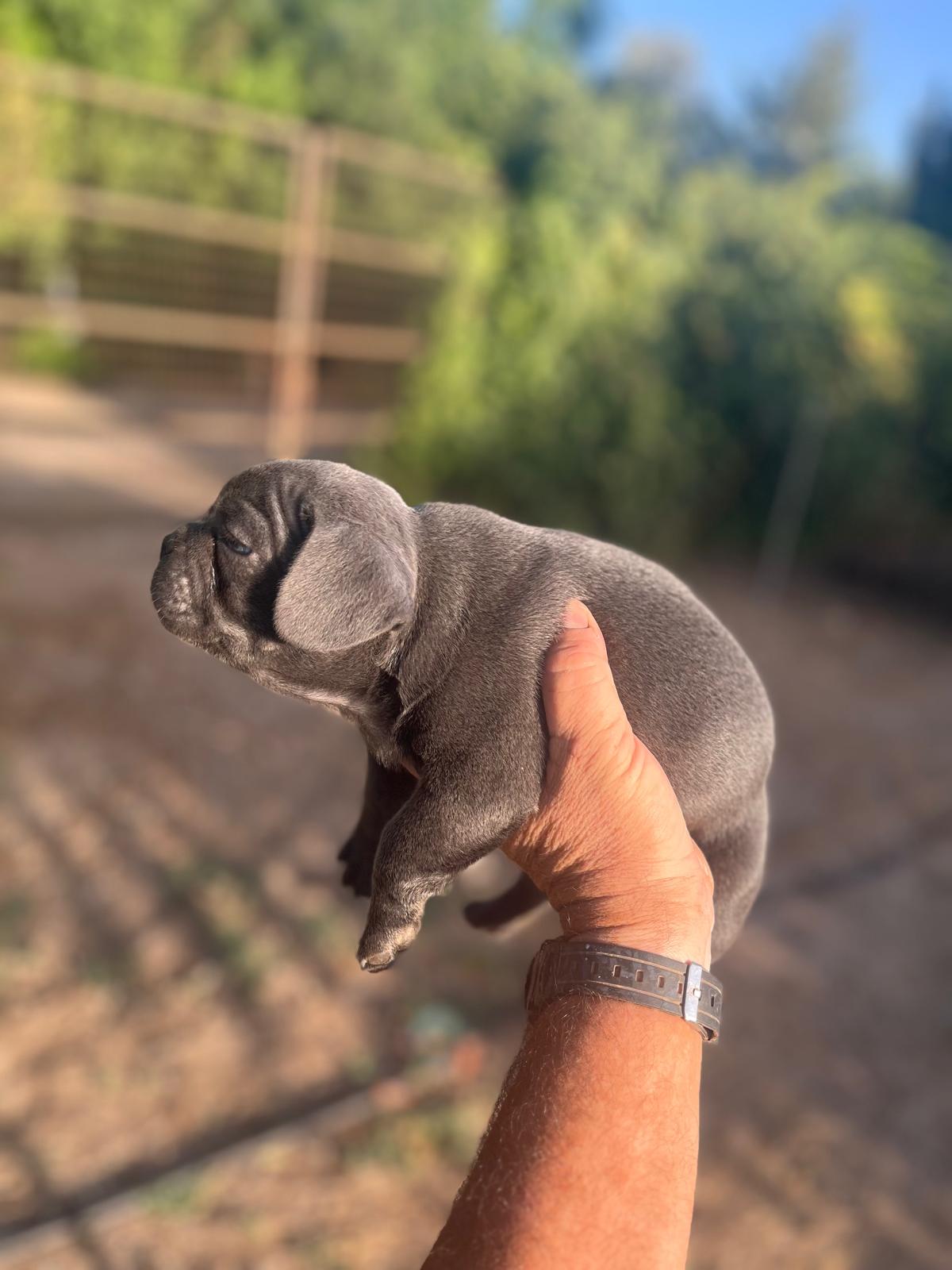 Bulldog francés  6