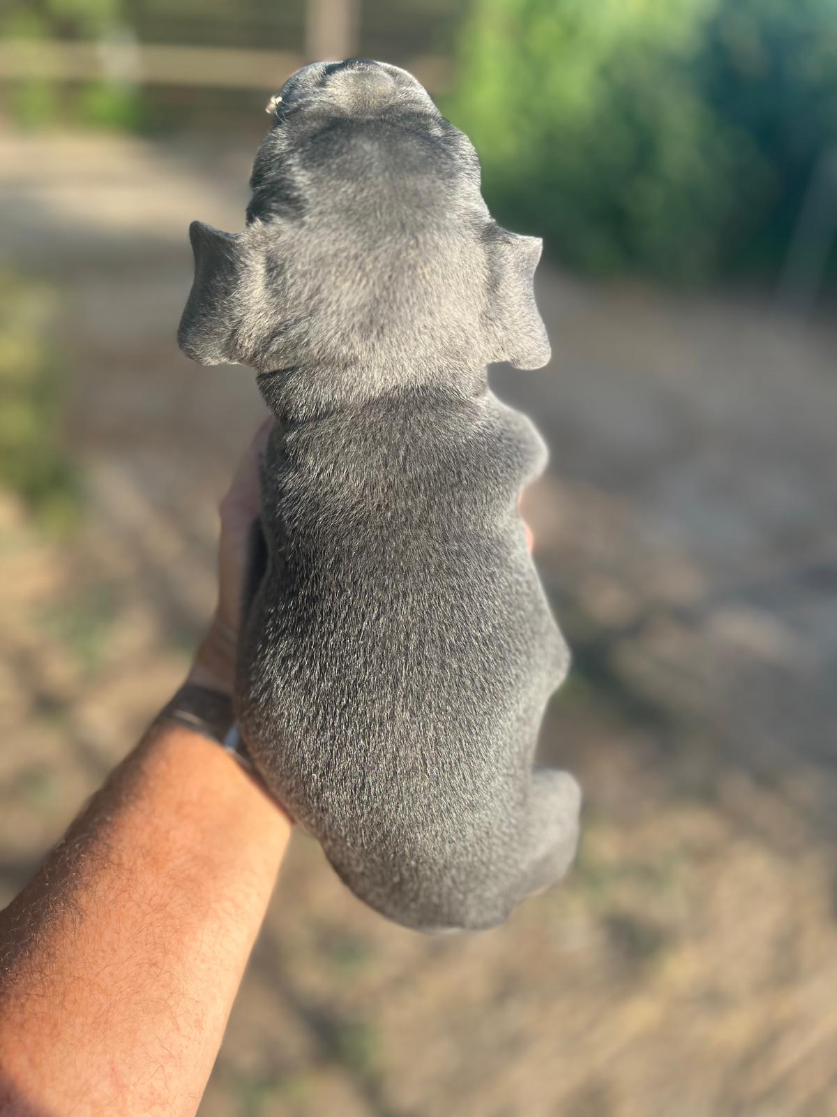 Bulldog francés  7
