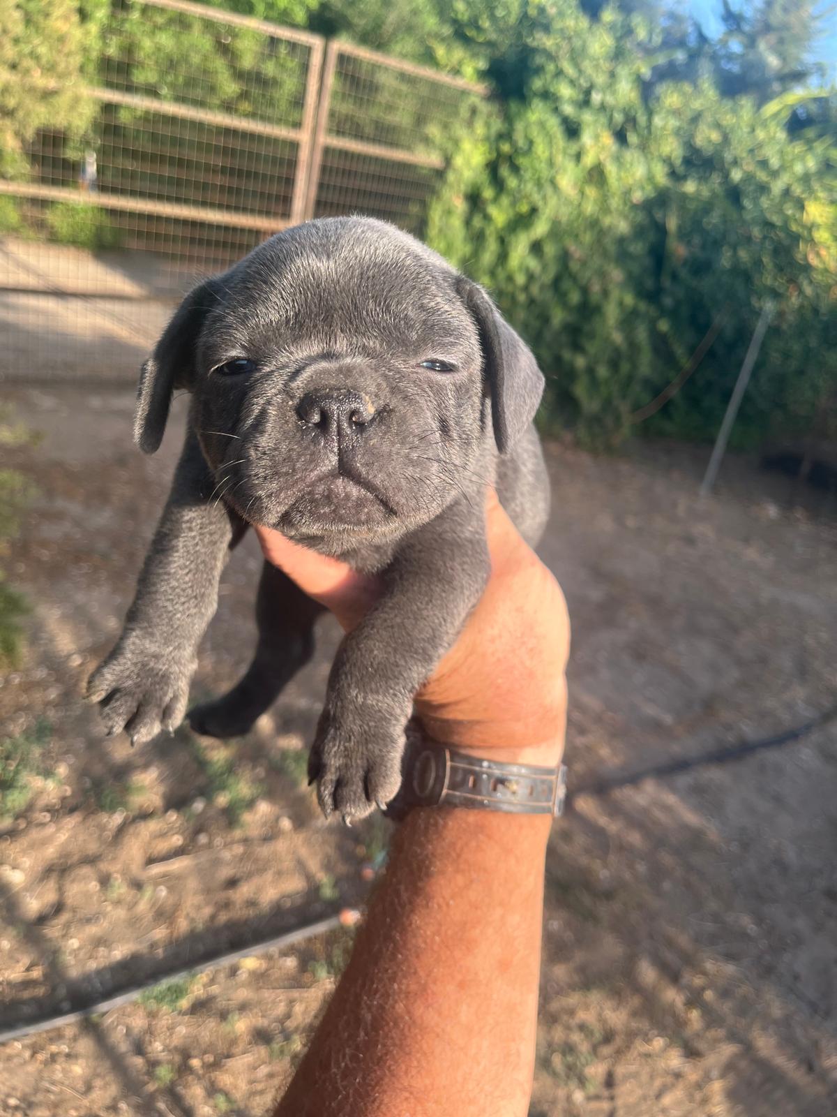 Bulldog francés  8